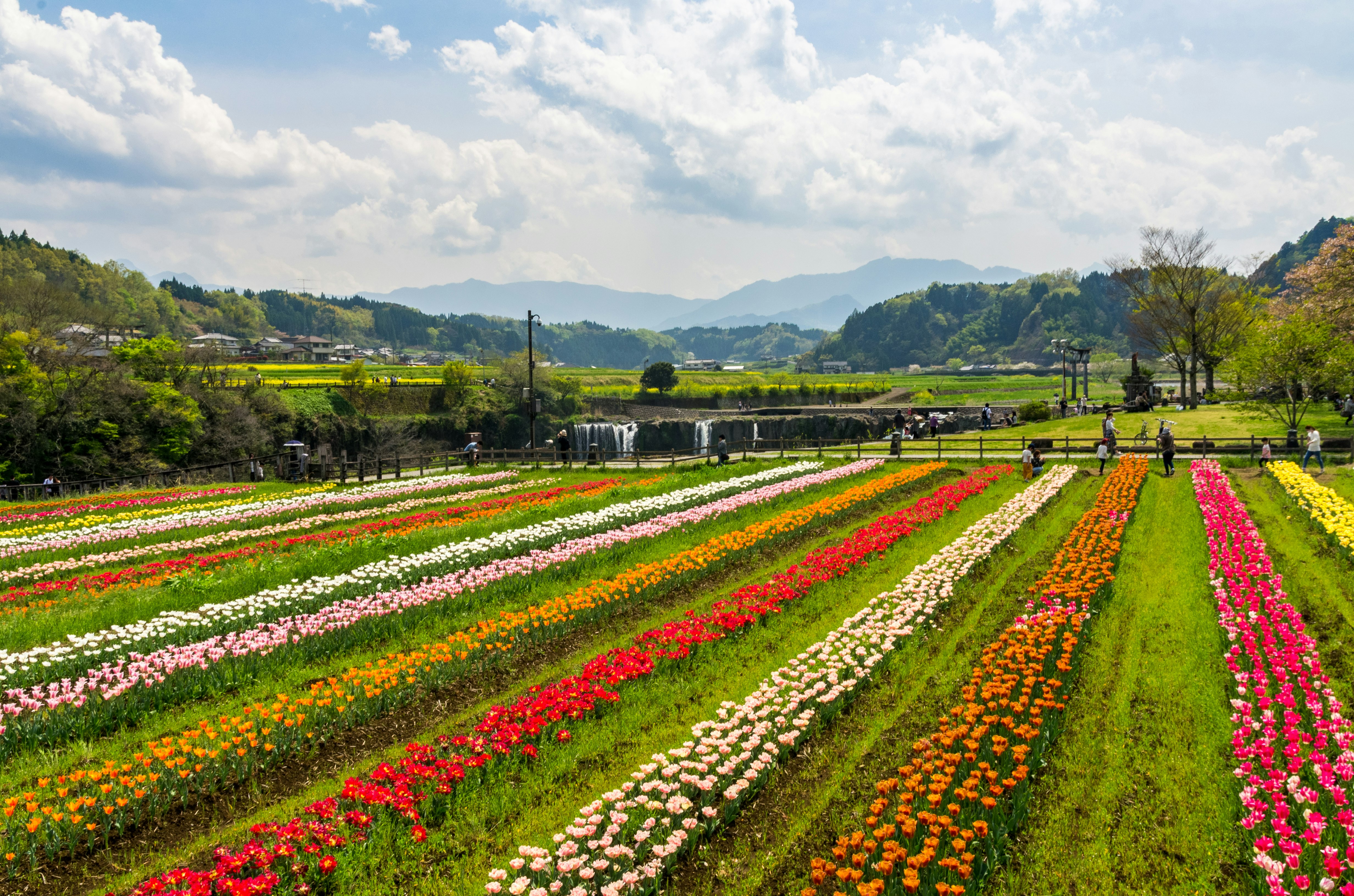 色とりどりの花畑が広がる風景