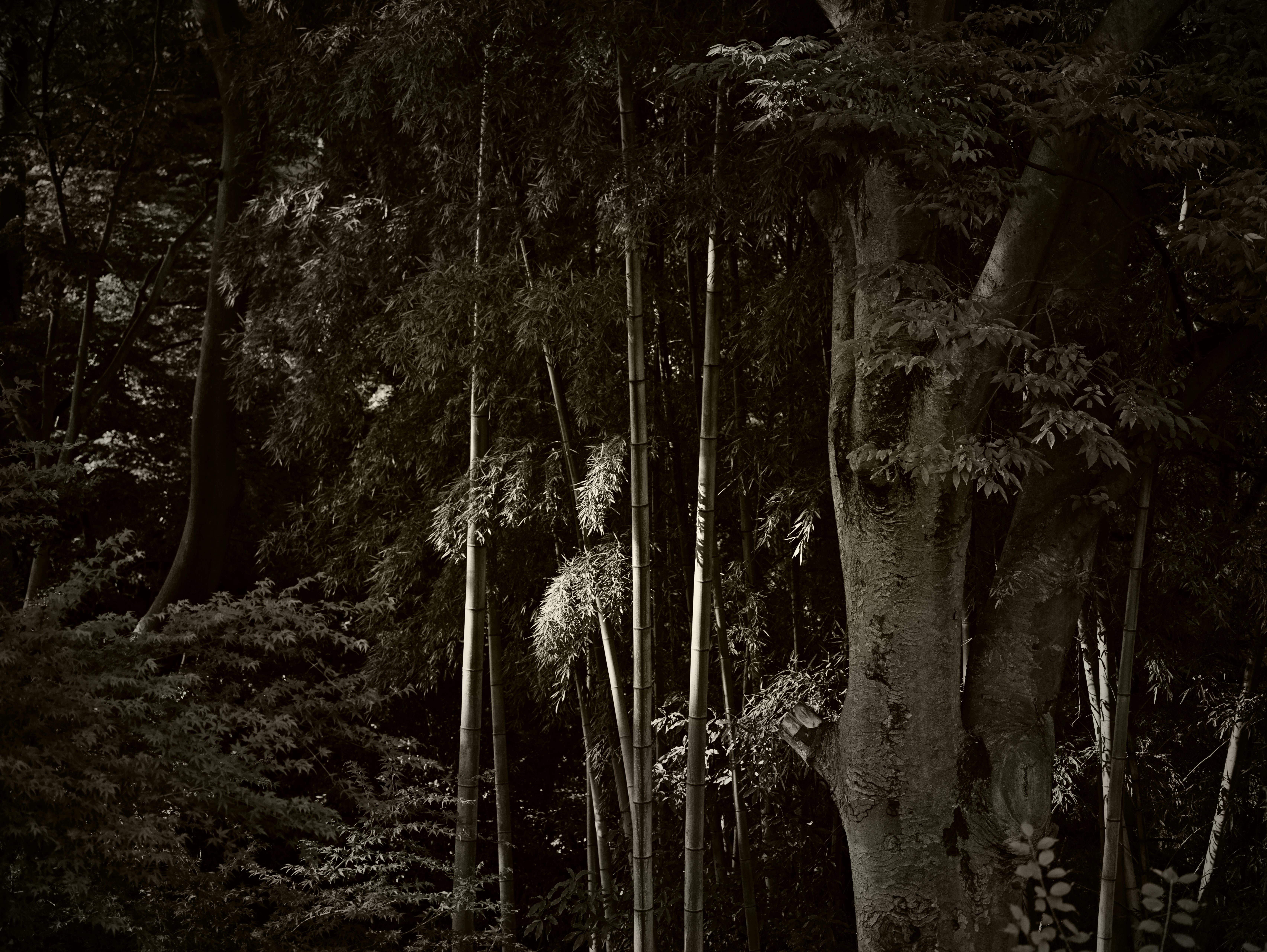 密集竹林中的林间景象