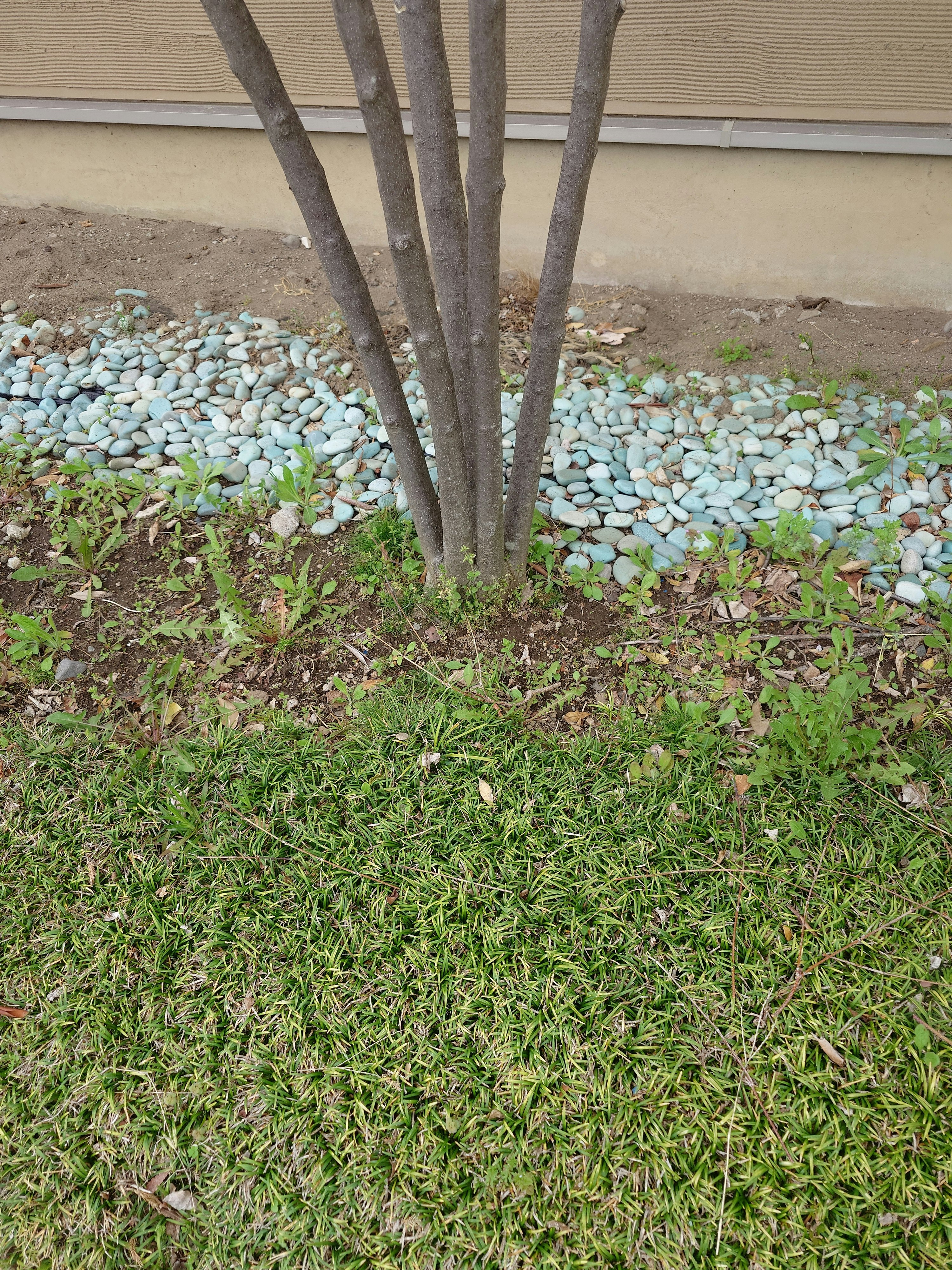 garden planting area with grass and round river stones
