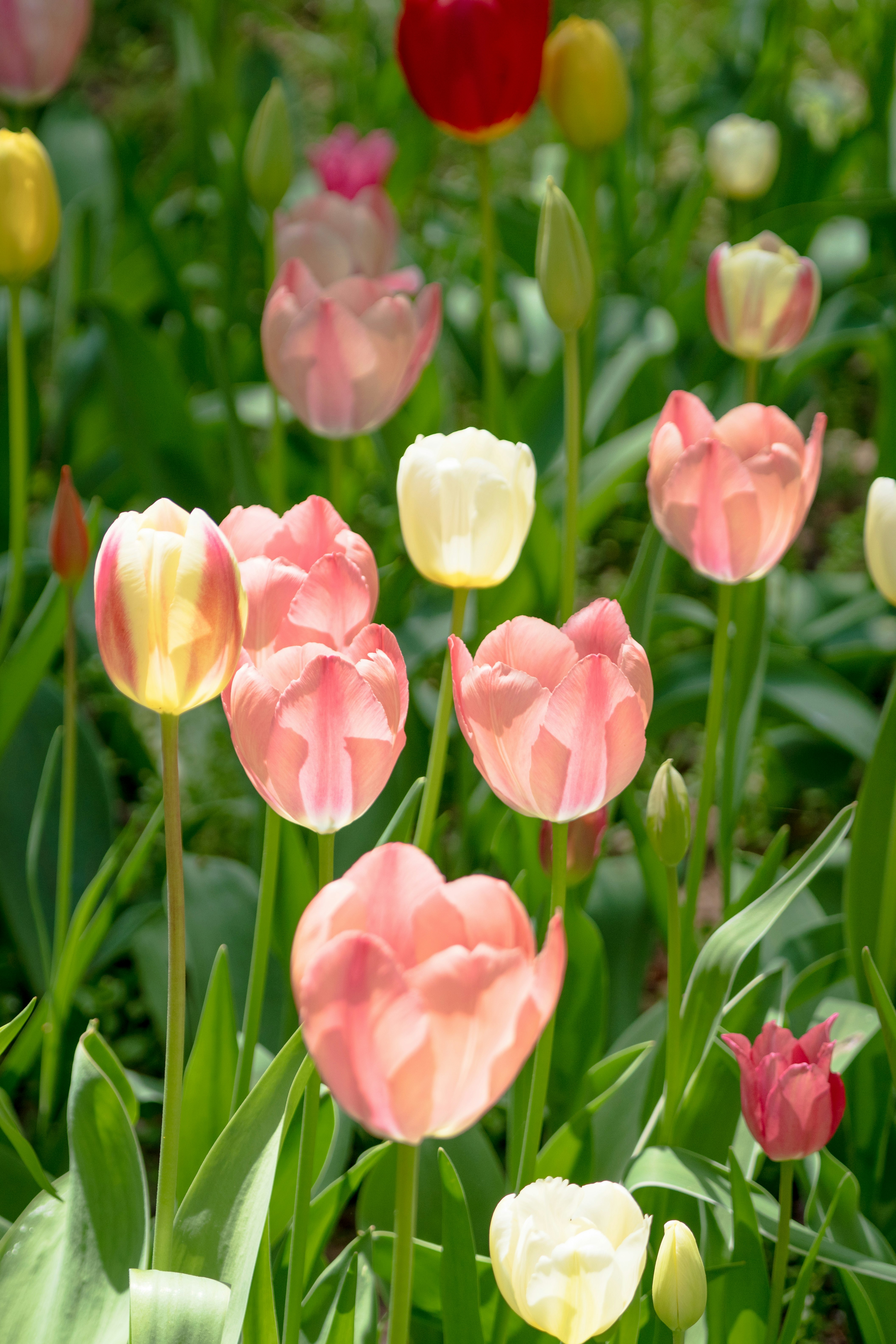 tulip berwarna-warni bermekaran di ladang bunga