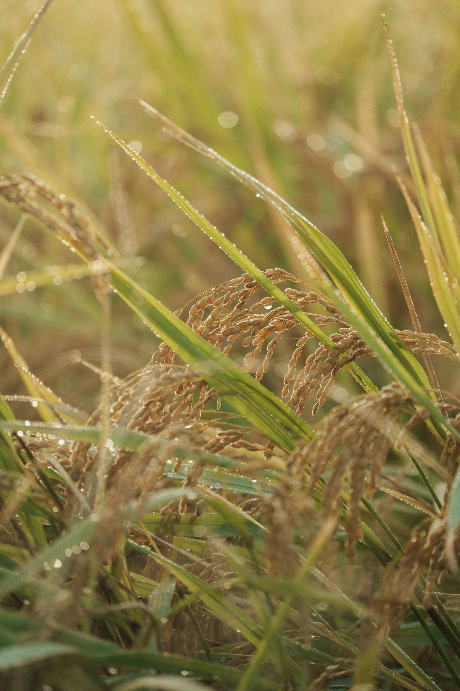 Primer plano de plantas de arroz balanceándose con gotas de rocío
