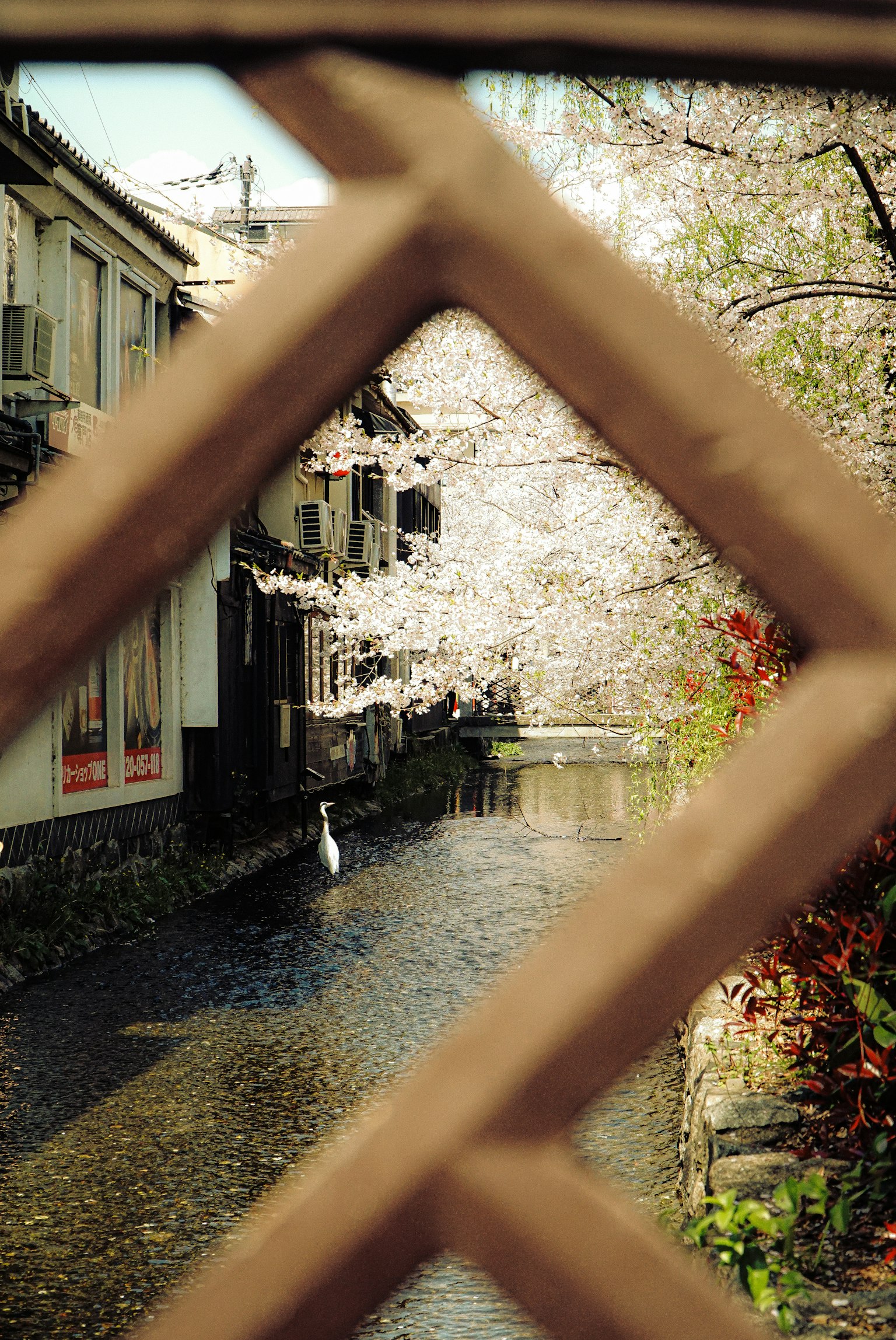 桜の木が並ぶ小川の風景 繊細な格子越しに見える