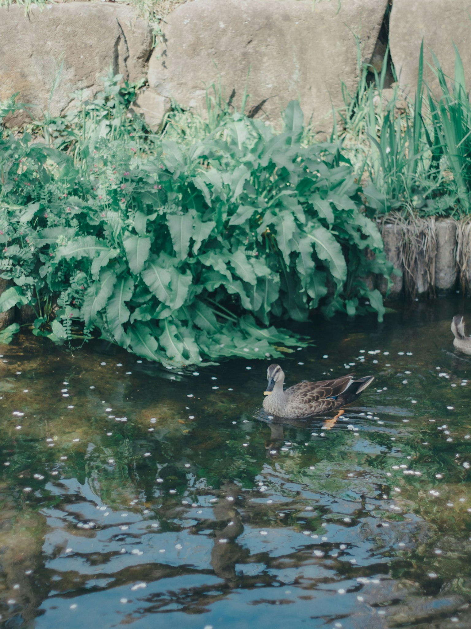 A duck swimming in a pond surrounded by lush green plants