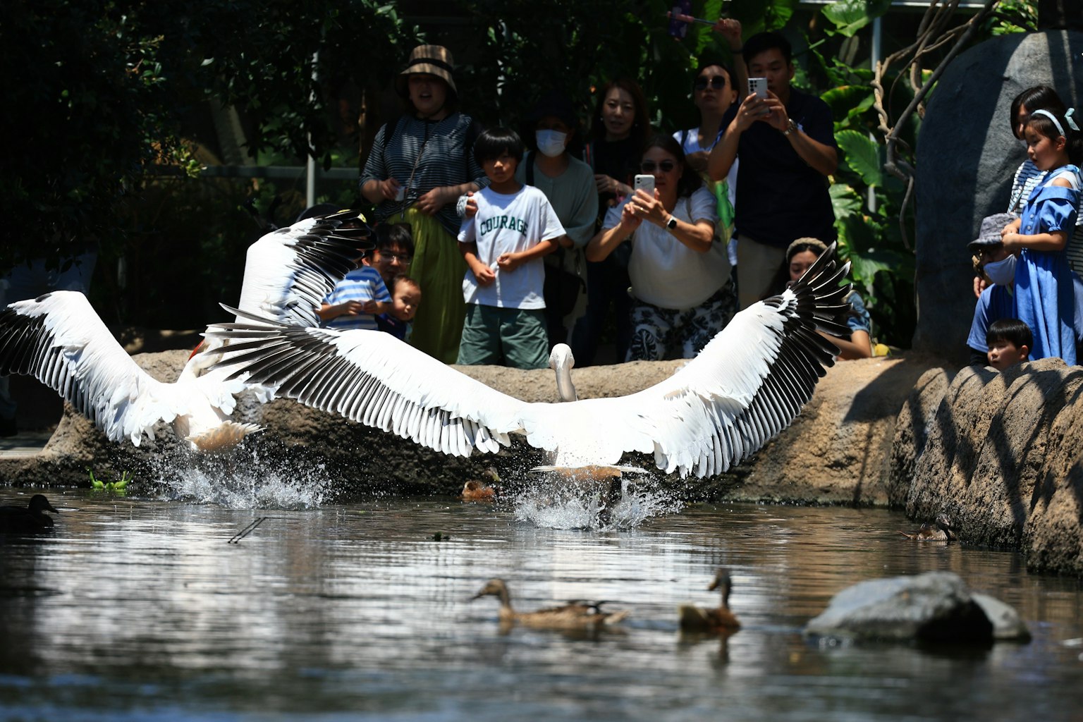 Swans splashing in water with onlookers watching nearby