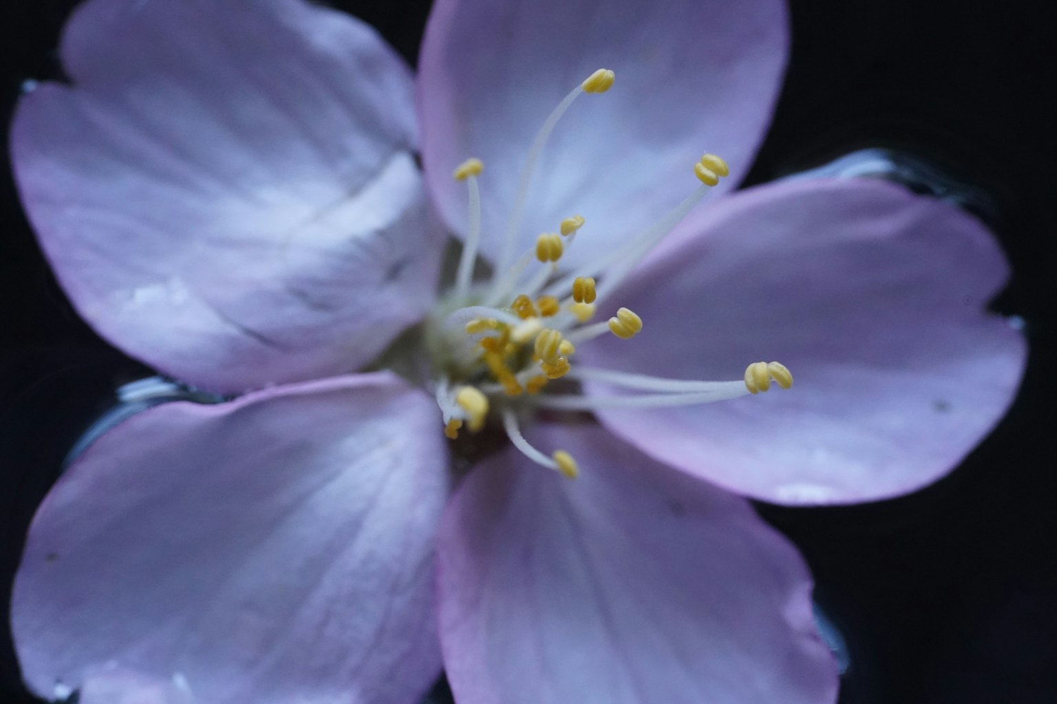 Nahaufnahme einer rosa Blume mit gelben Staubblättern vor dunklem Hintergrund