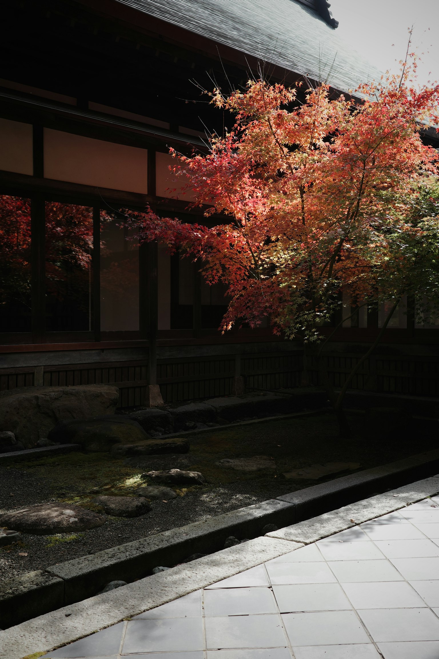 Jardin japonais serein avec un bel arbre d'érable rouge