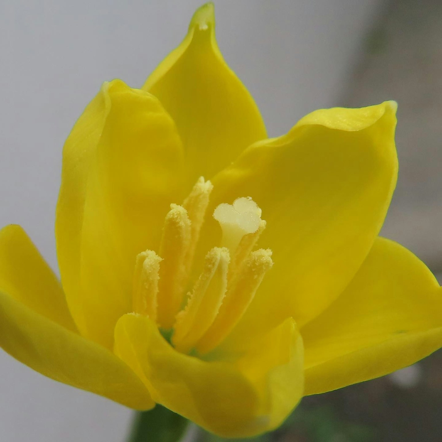 Nahaufnahme einer Blume mit lebhaften gelben Blütenblättern