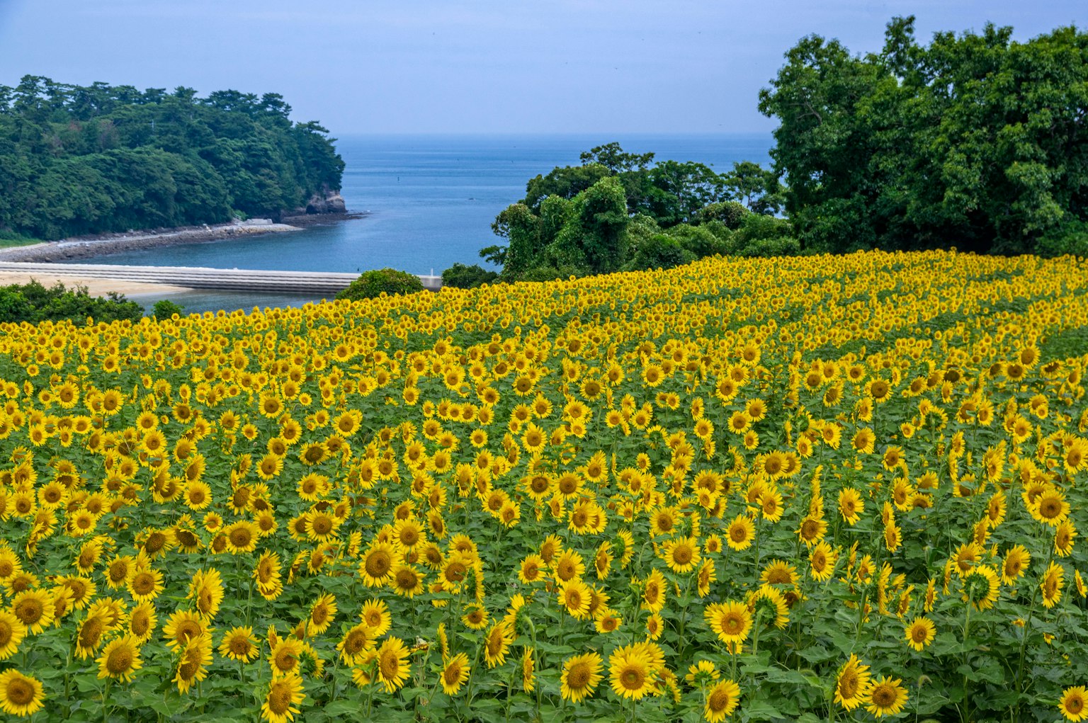 Ampio campo di girasoli con vista sul mare