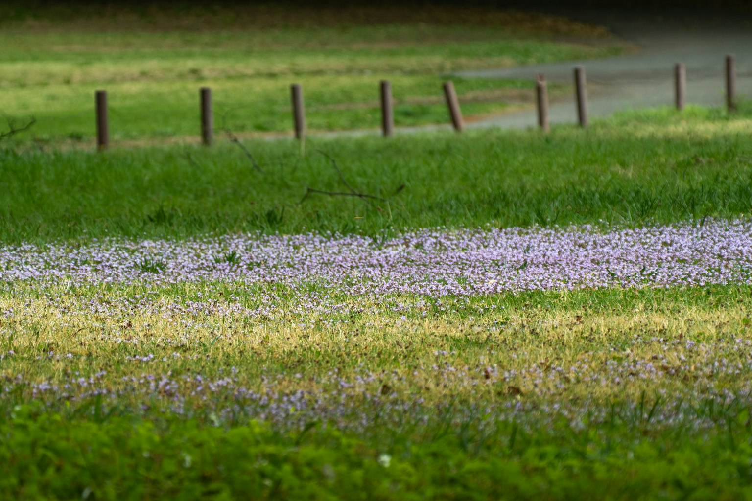Lanskap dengan ladang bunga berwarna-warni dikelilingi rumput hijau