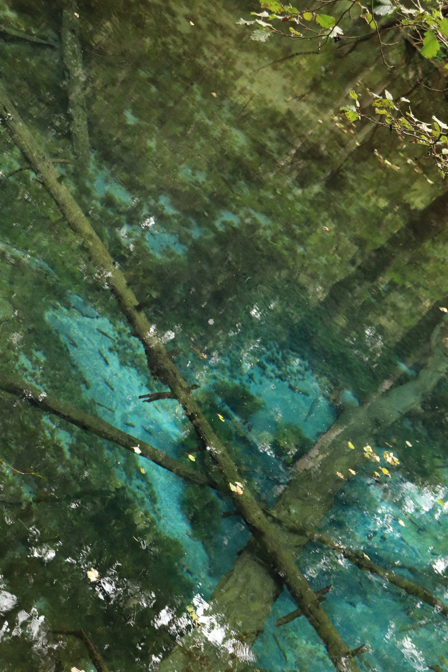 Réflexion des arbres et de l'eau bleue à la surface