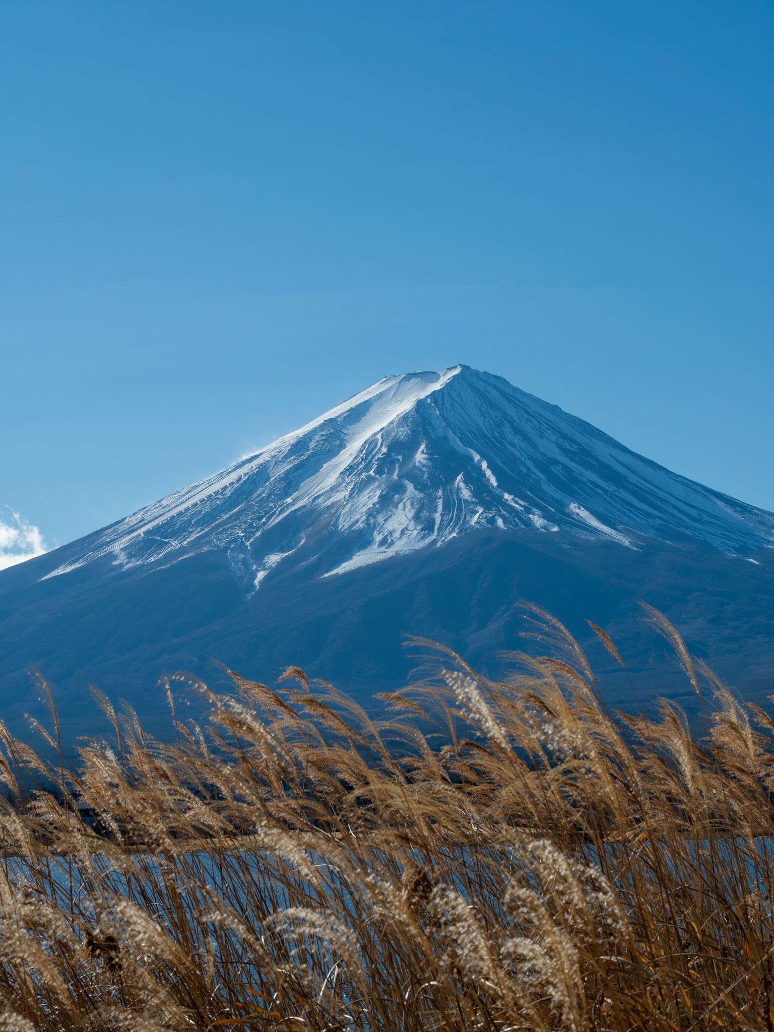 Snow-capped Mount Fuji with foreground grasslands