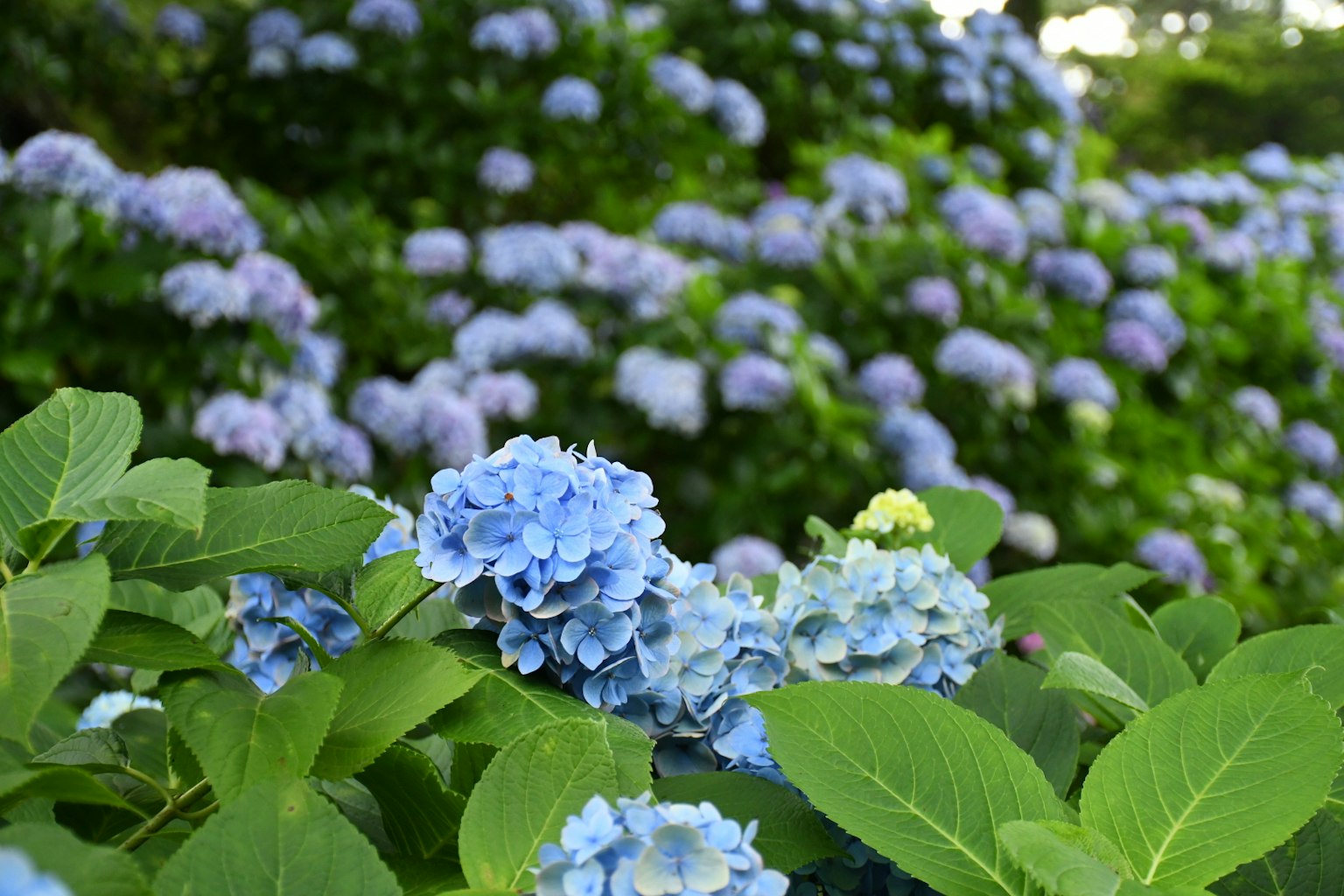Un paesaggio con fiori di ortensia blu circondati da foglie verdi