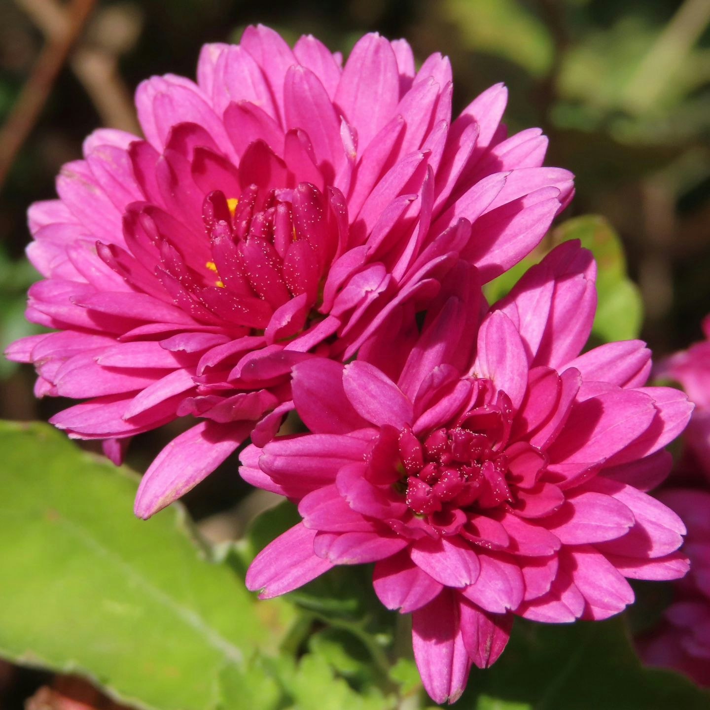 ピンクの花が咲くクローズアップの花壇