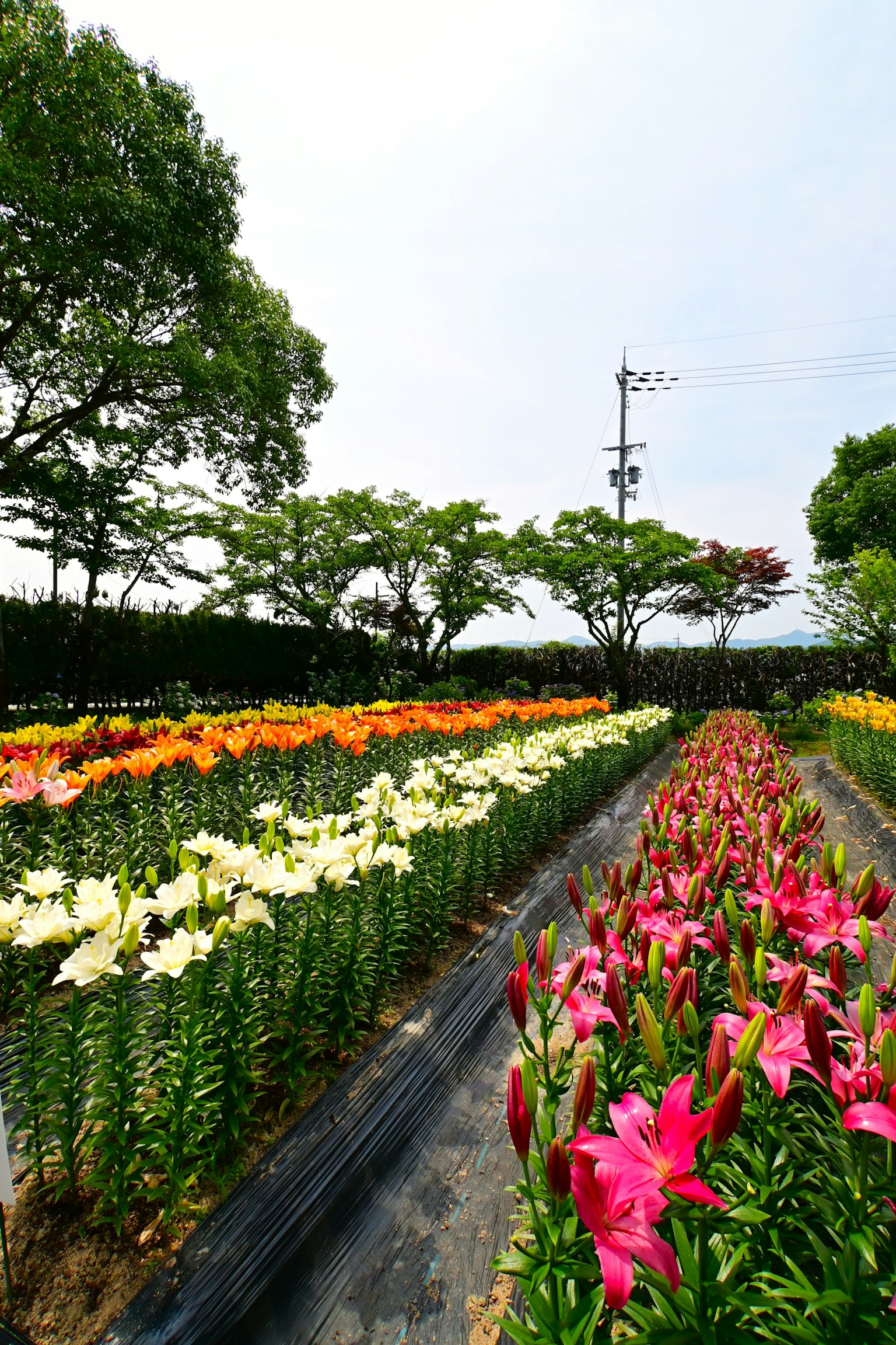 Giardino fiorito vibrante con file di gigli colorati e vegetazione