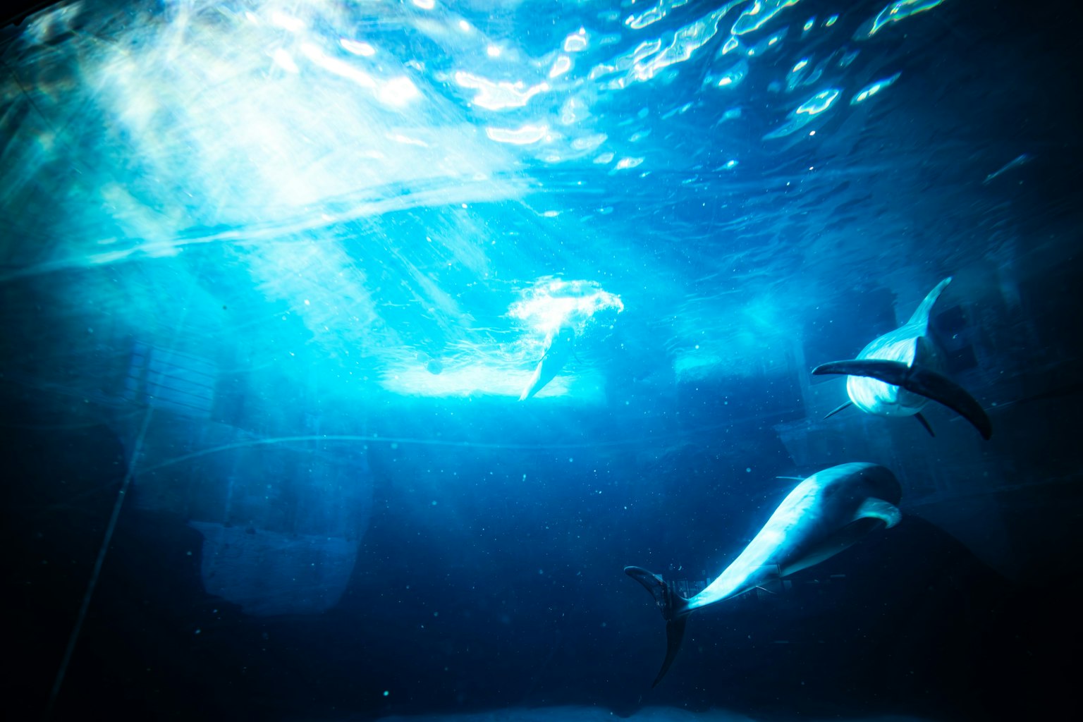 Group of dolphins swimming underwater with blue light reflections