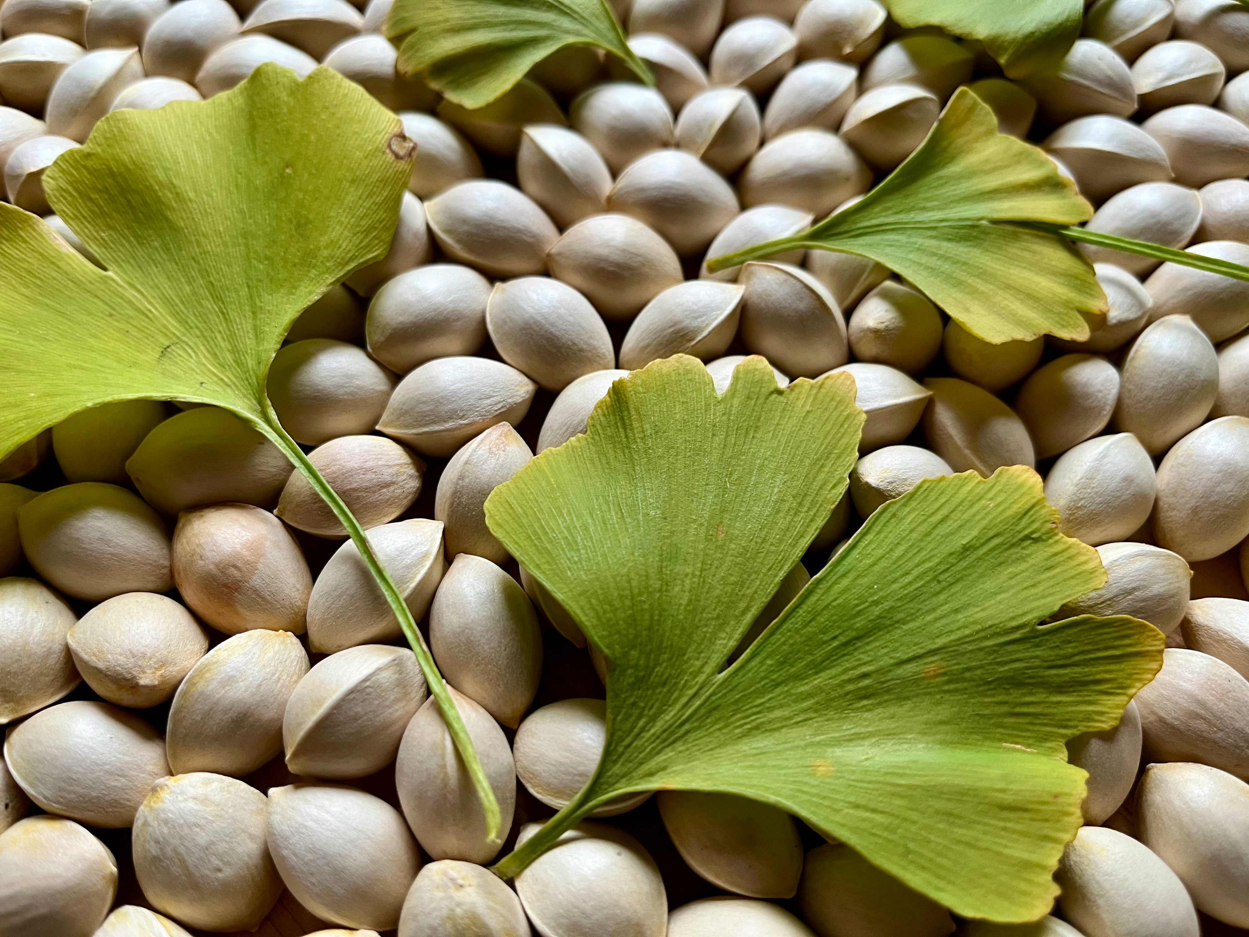 ginkgo leaves on smooth river stones