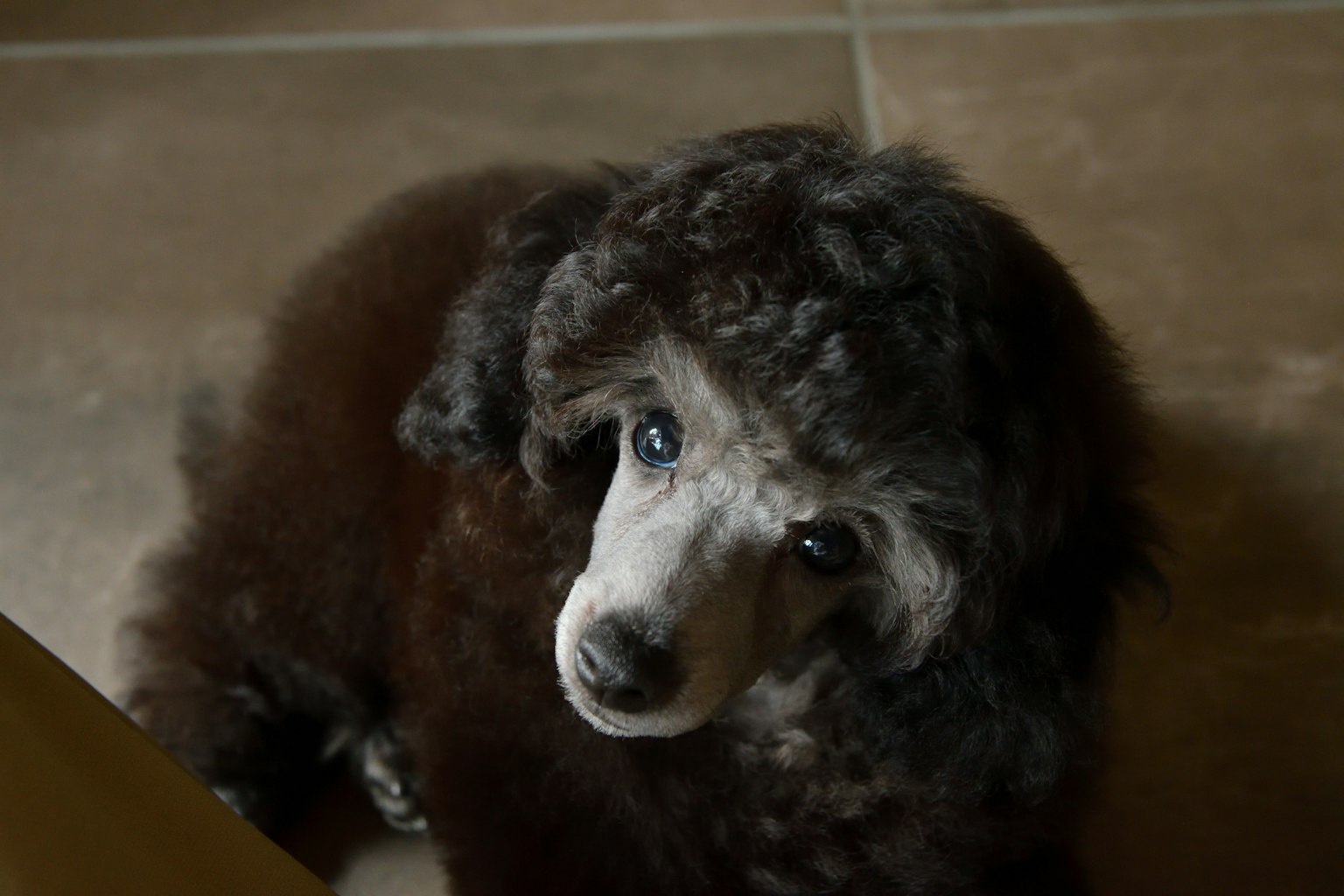 Small brown dog with curly fur looking sideways