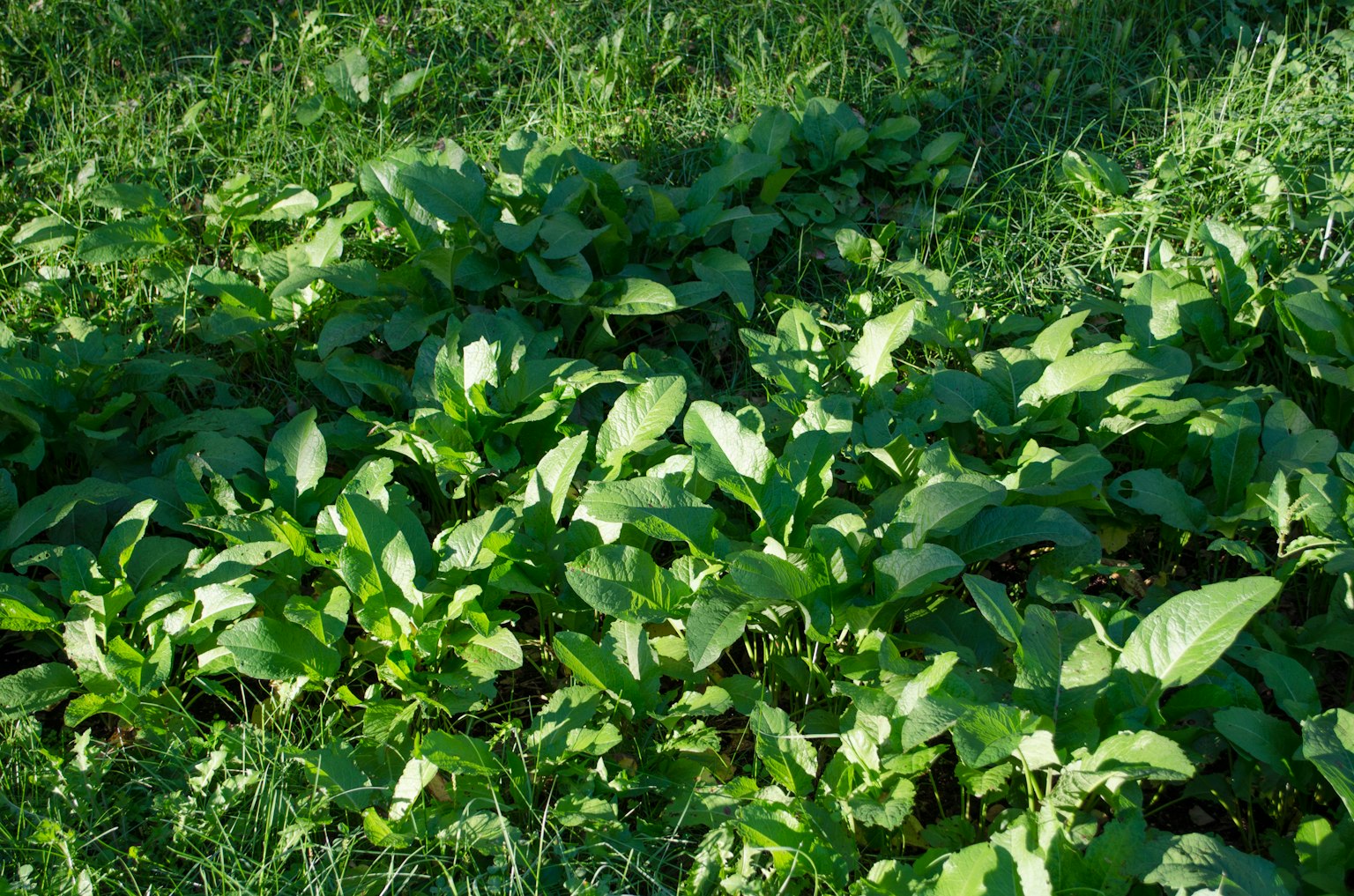 Immagine di un'area lussureggiante con foglie verdi vivaci