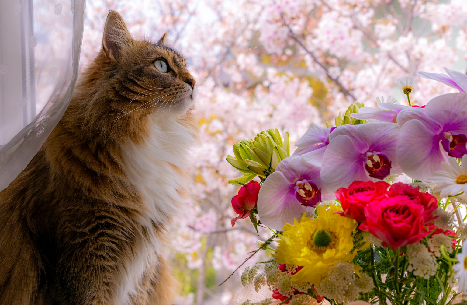 Un chat assis près de la fenêtre avec un arrangement floral et des cerisiers en fleurs en arrière-plan