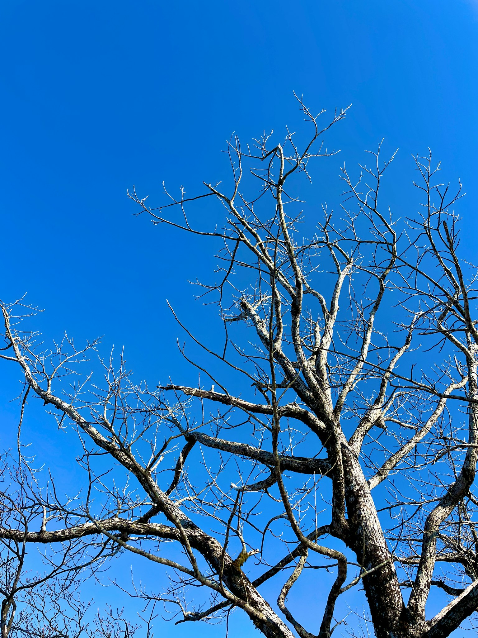 Cabang pohon telanjang mengarah ke langit biru yang cerah