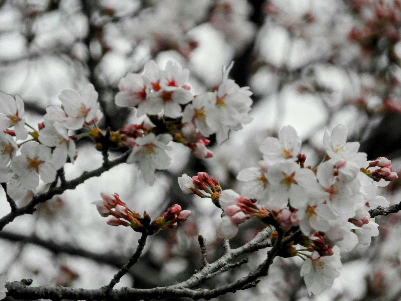 Zweige von Kirschblüten mit weißen Blüten und rosa Knospen