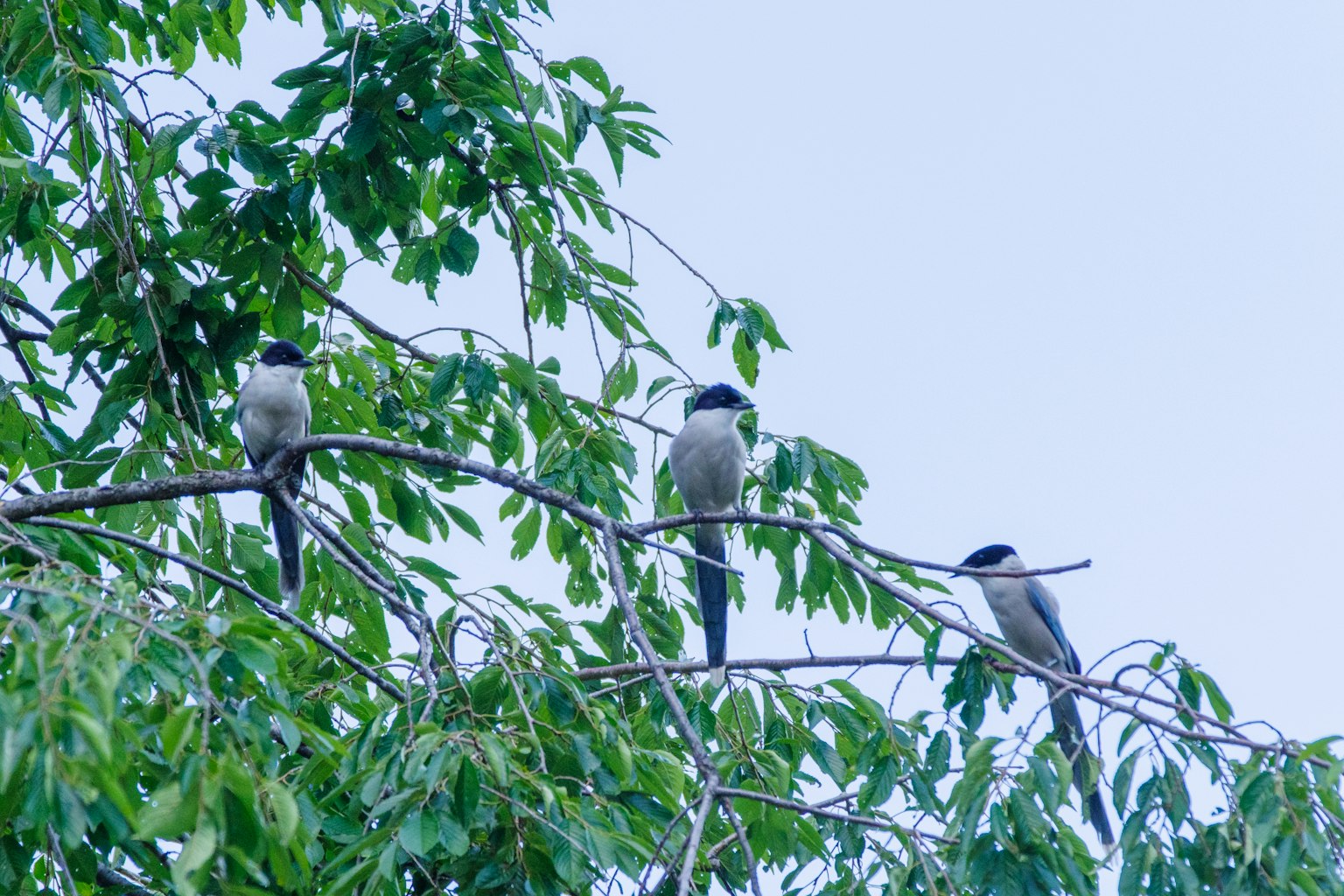 Trois oiseaux perchés sur des branches avec des feuilles vertes