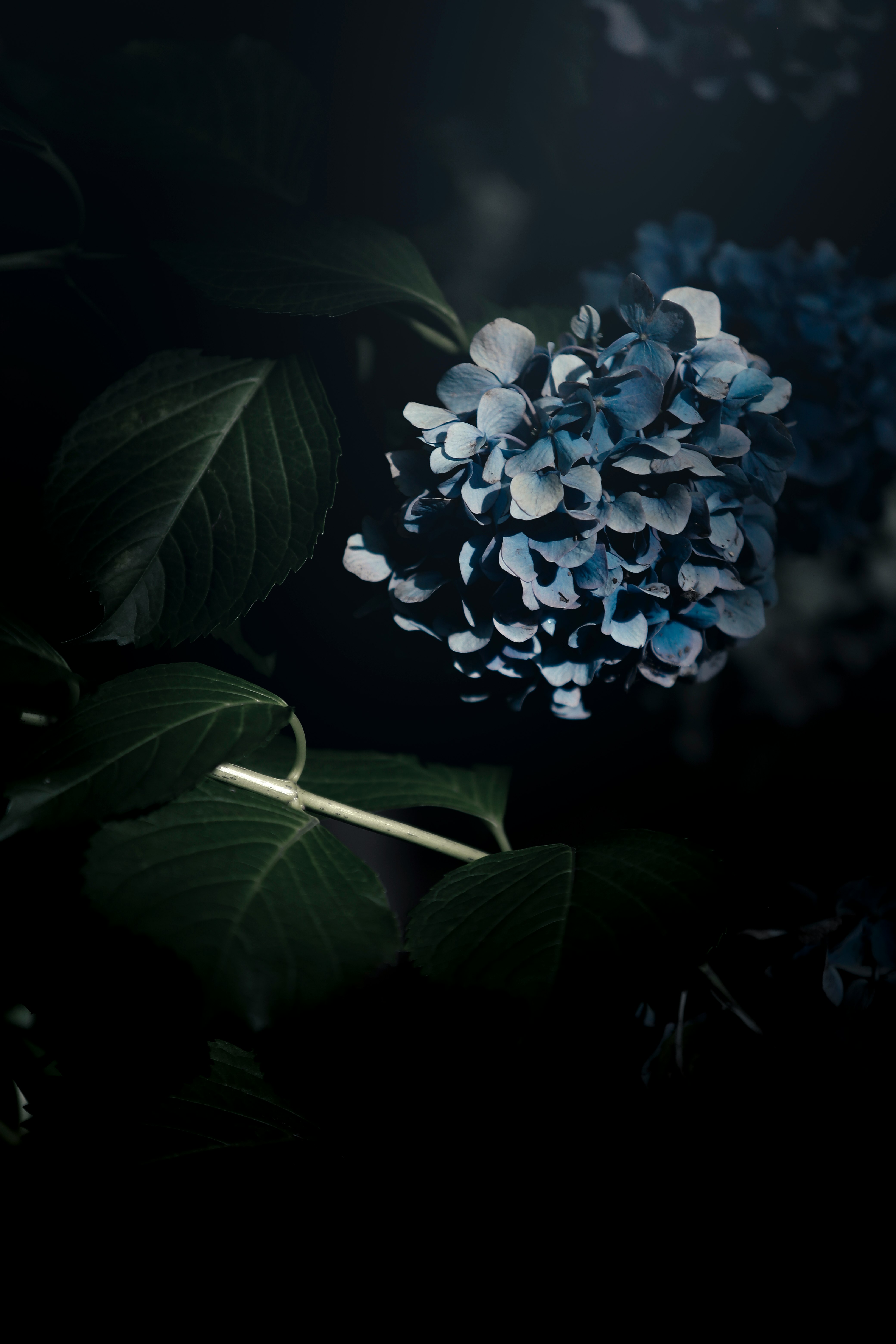 紫陽花の花と葉のクローズアップ