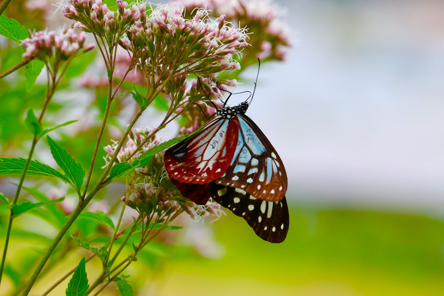 Gros plan d'un magnifique papillon se reposant sur des fleurs