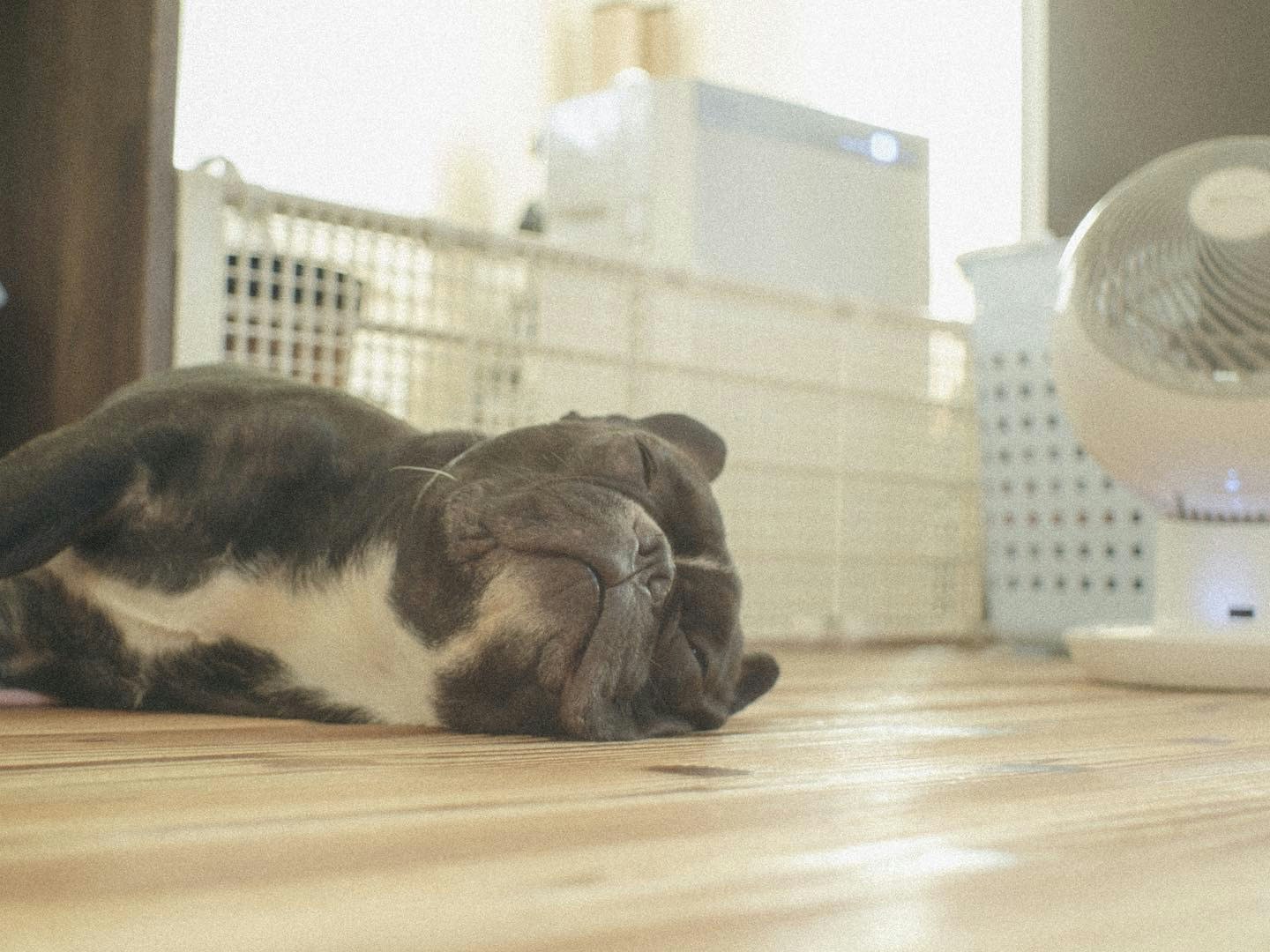 室内で床に横たわる犬