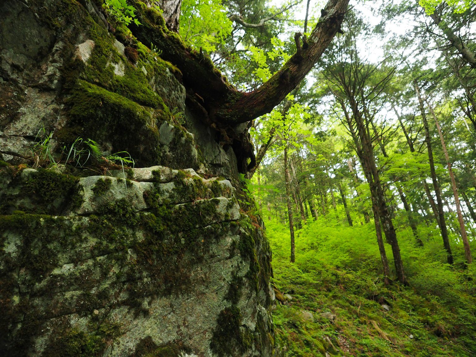 郁郁葱葱的森林场景，岩石上覆盖着苔藓和树根