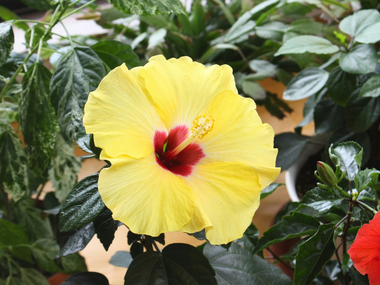 Fleur d'hibiscus jaune vif avec un centre rouge entourée de feuilles vertes