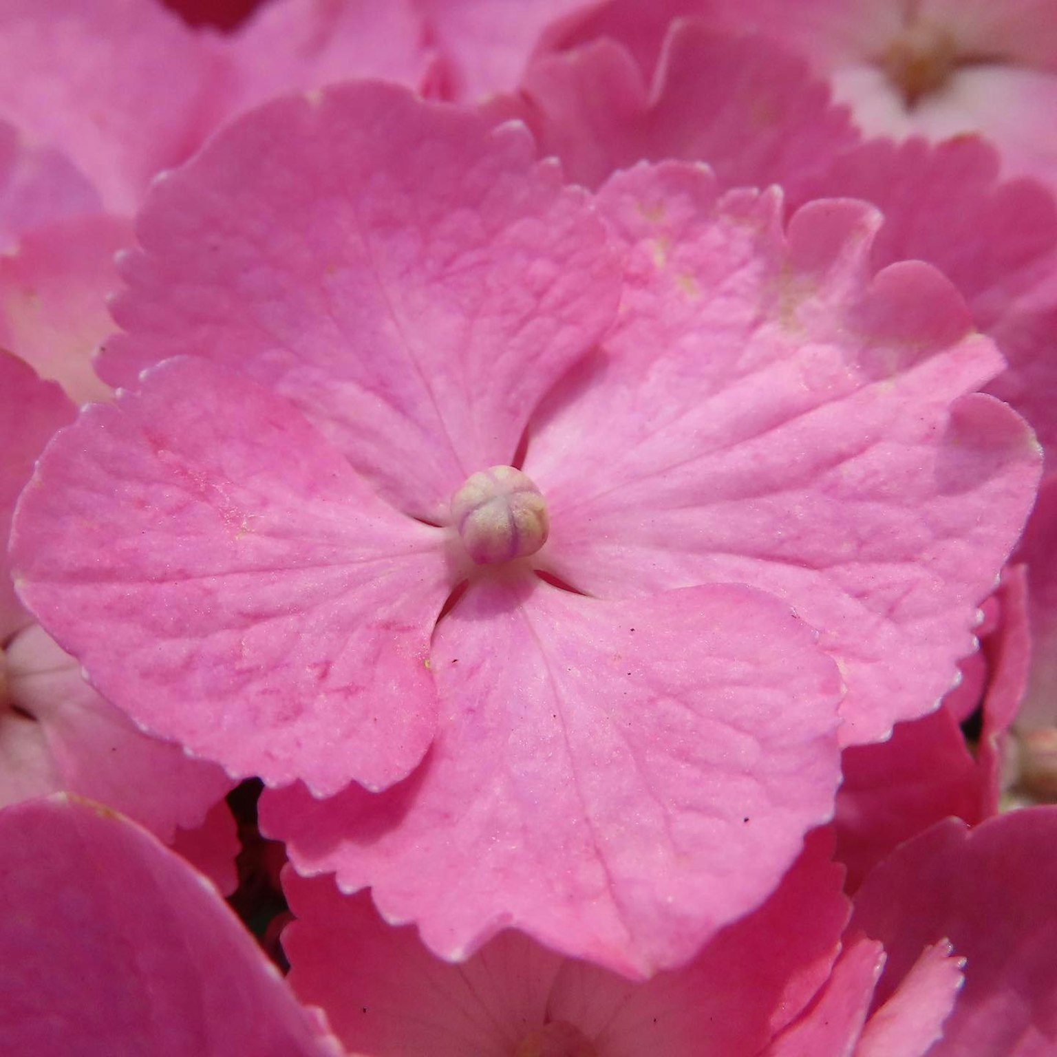 Primo piano di un fiore rosa vivace con petali delicati