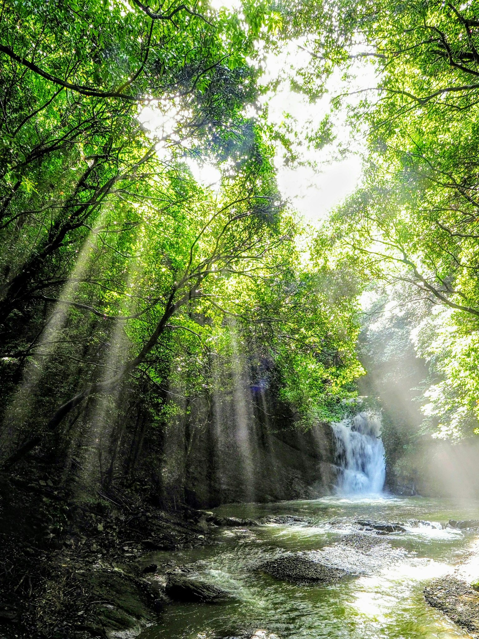 Üppiger Wald mit einem Wasserfall und Lichtstrahlen