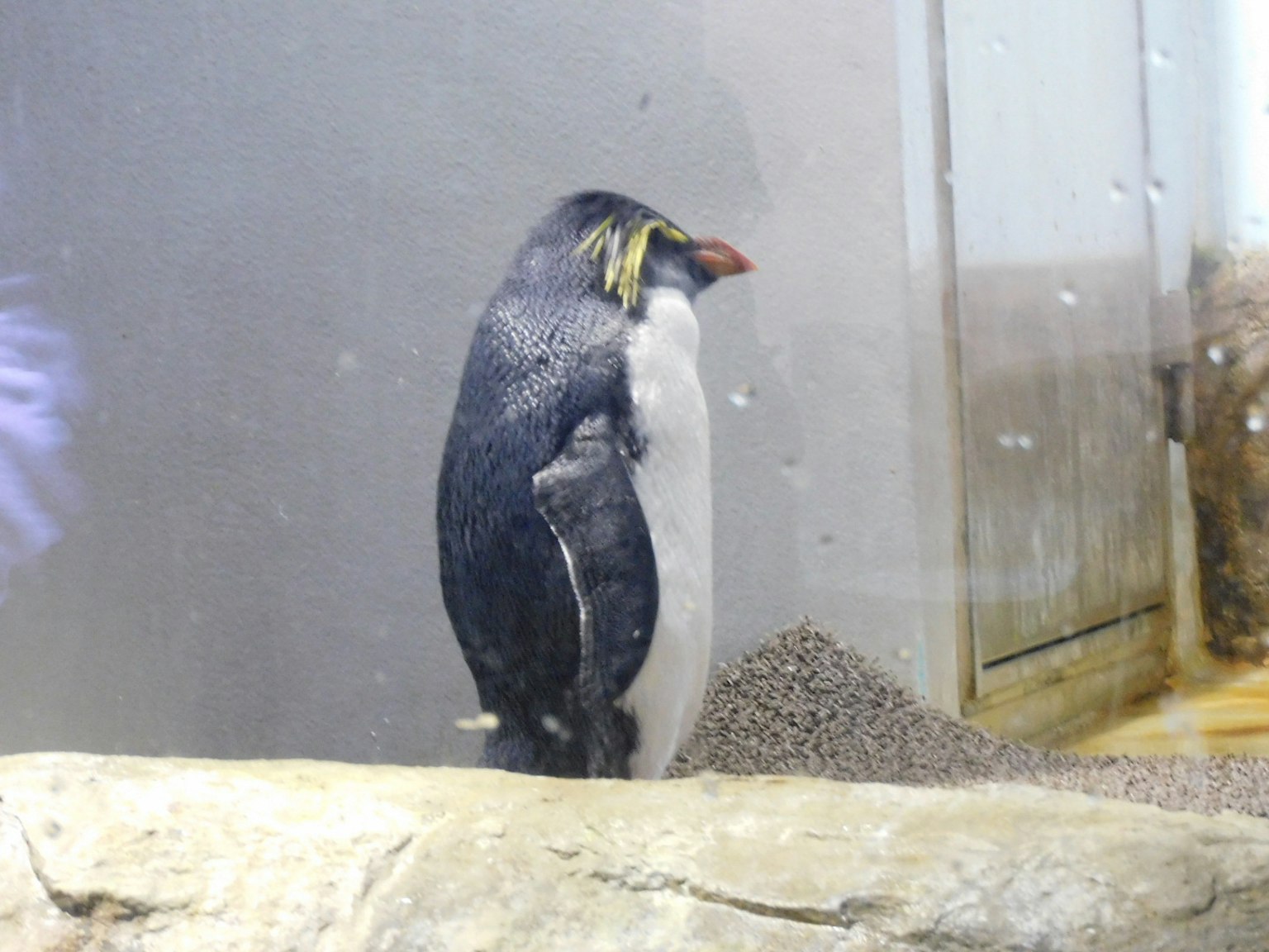 Ein Pinguin steht auf einem Felsen in einem Aquarium