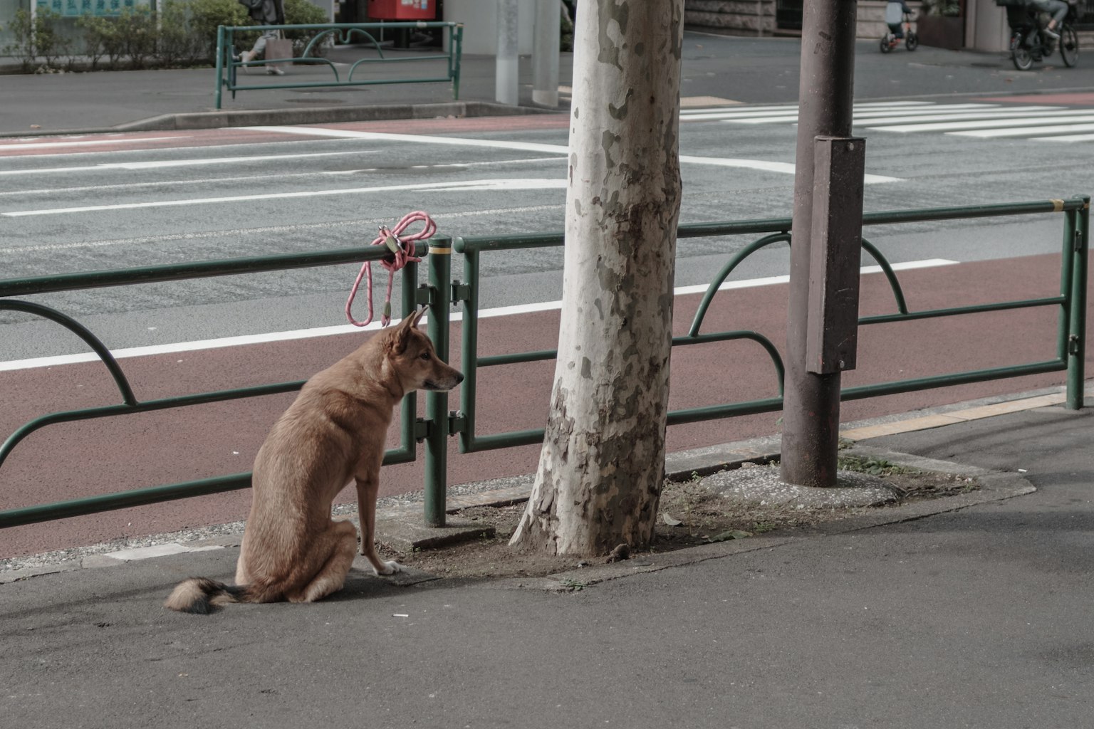 A dog sitting beside a tree in an urban setting