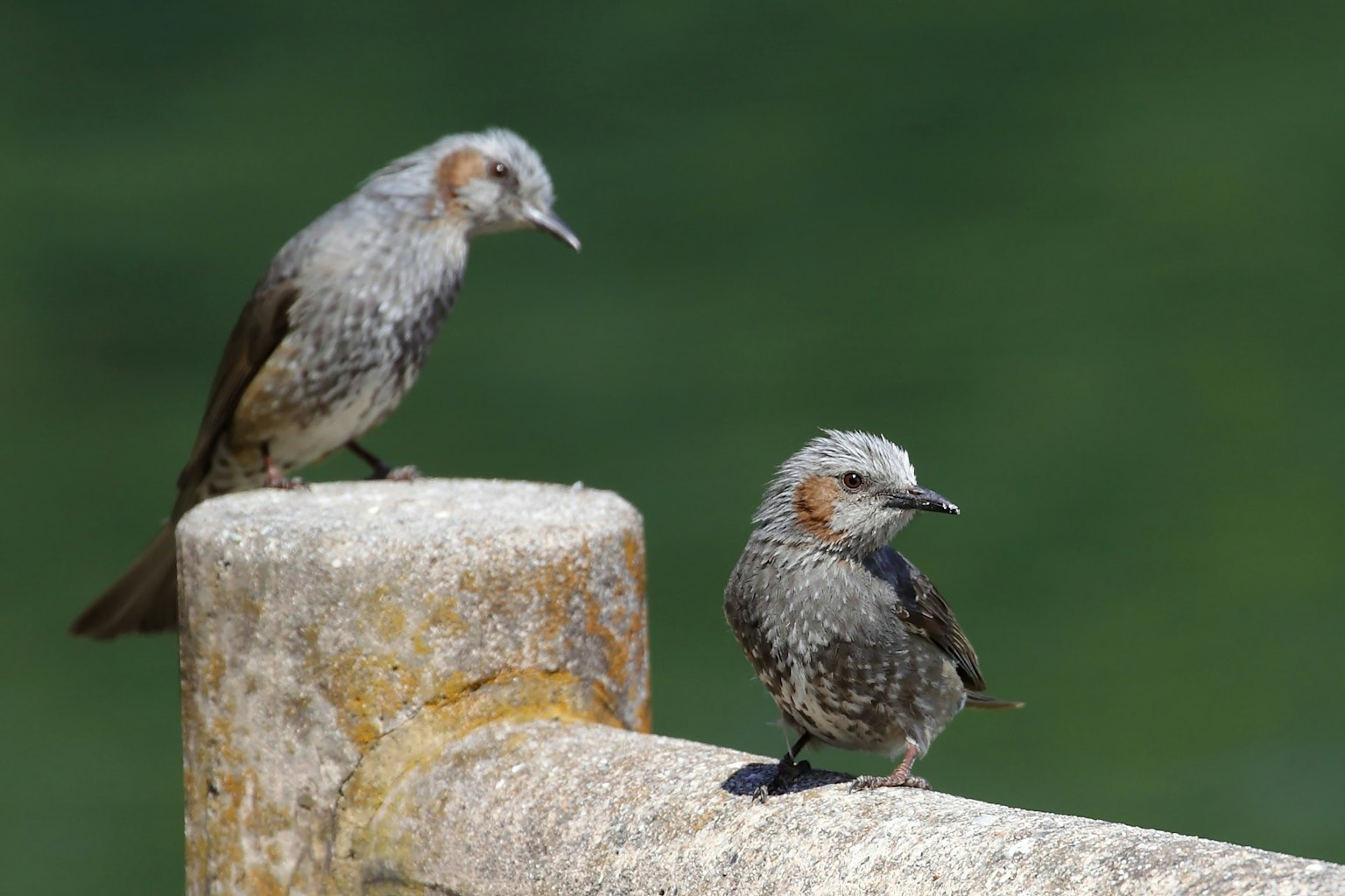 Due uccelli posati su una recinzione Le loro piume sono una miscela di grigio e marrone Lo sfondo è verde e naturale