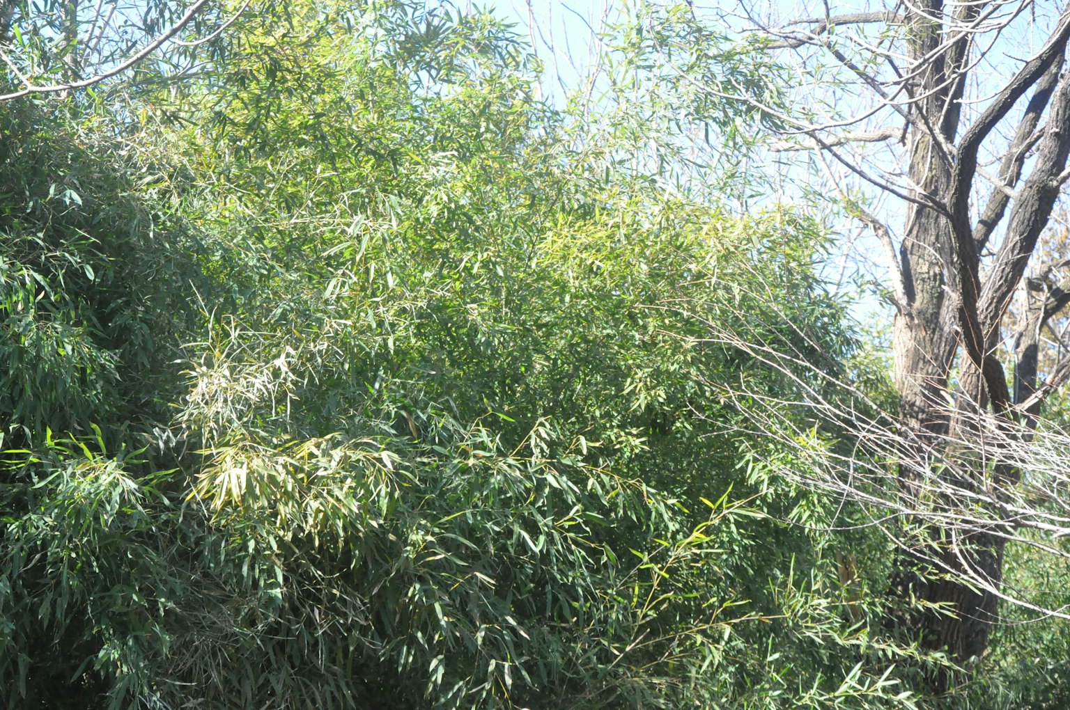郁郁蔥蔥的竹子與光禿的樹木
