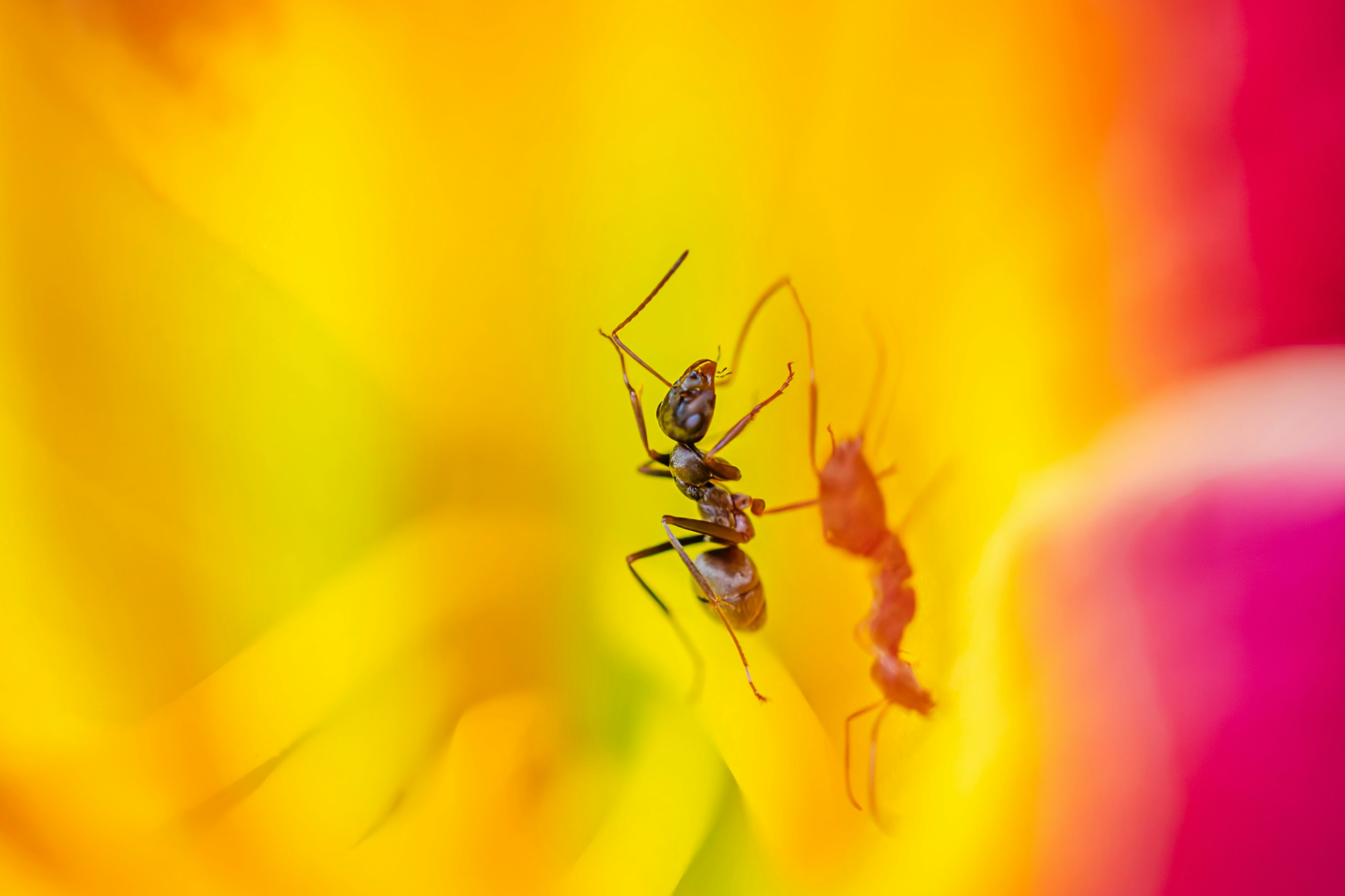 petit insecte sur une fleur jaune