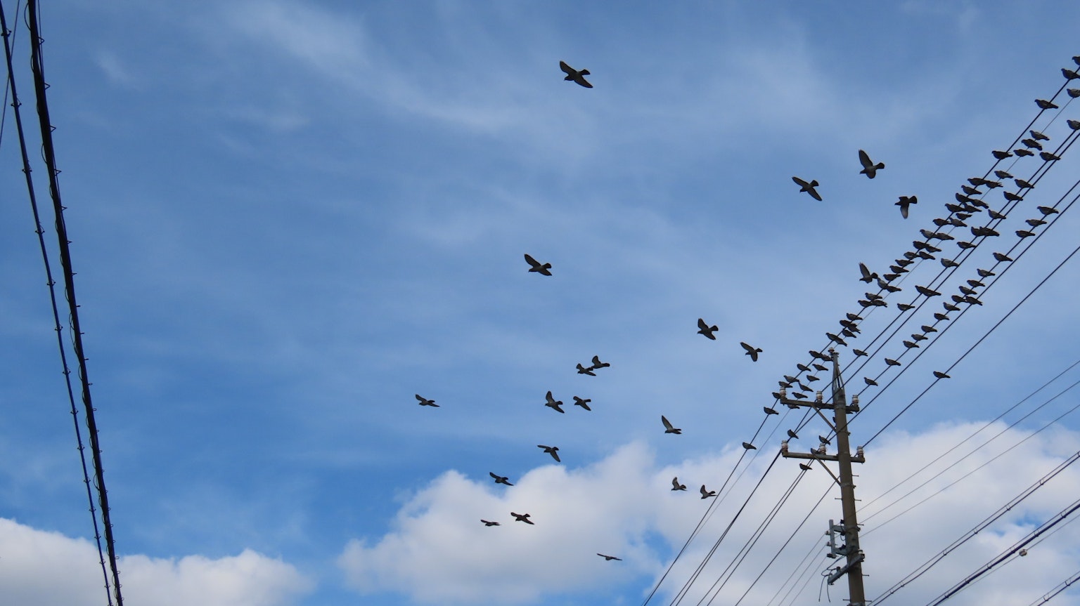 Aves volando en un cielo azul con líneas eléctricas