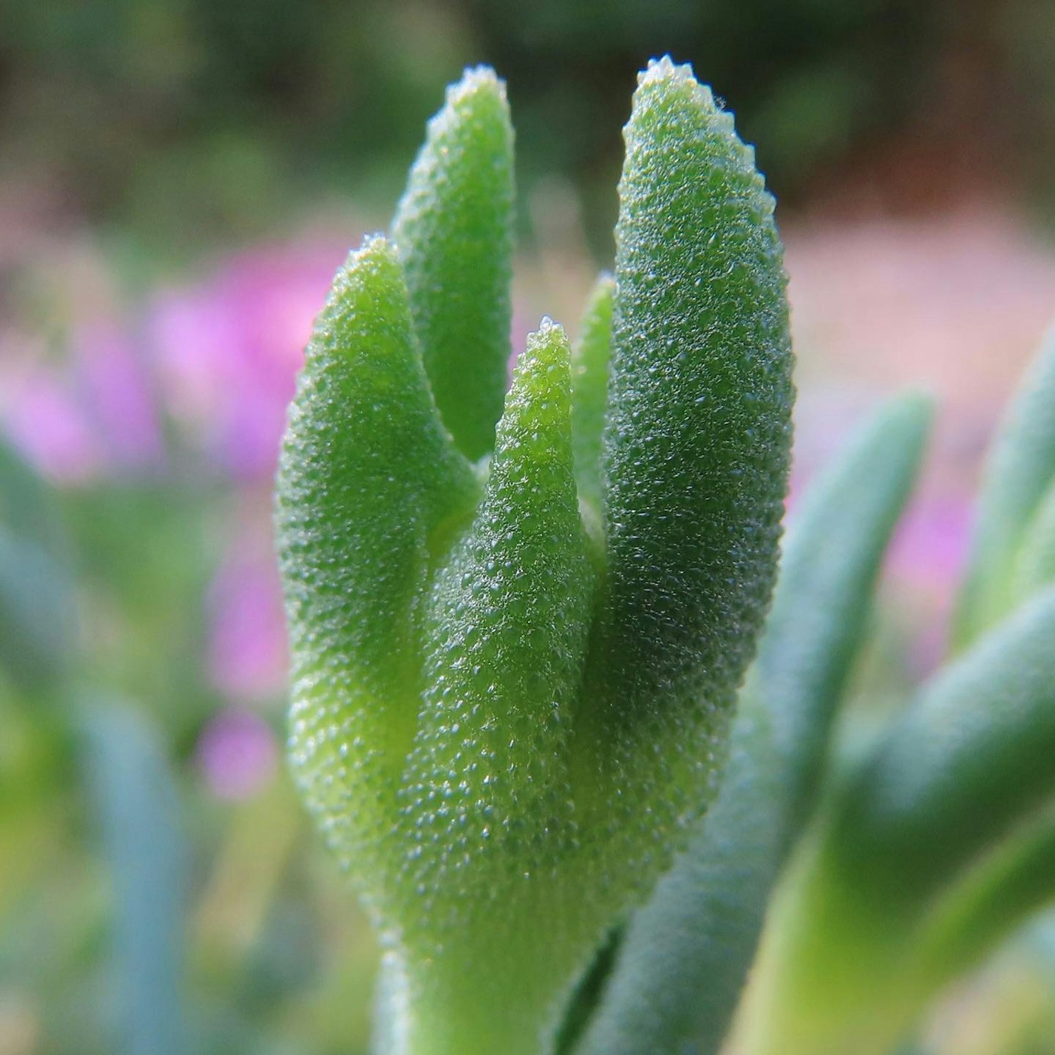 Gros plan de feuilles de plante succulente verte avec une pointe fourchue arrière-plan avec des fleurs floues
