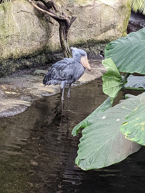 水辺で水を飲む鳥と葉のある動物園の景色