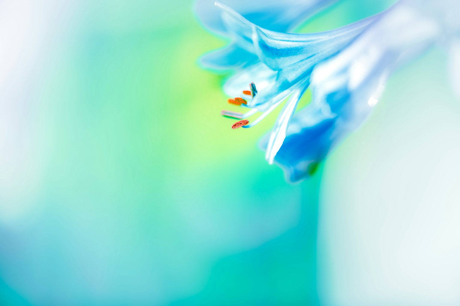 ภาพมาโครของดอกไม้สีน้ำเงินพื้นหลังเบลอสีเขียวและสีน้ำเงิน