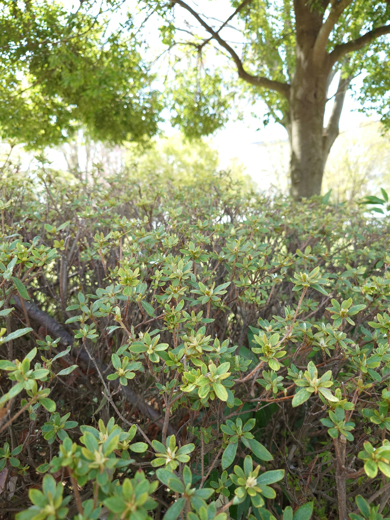 Low shrubs with green leaves under sunlight with trees in the background