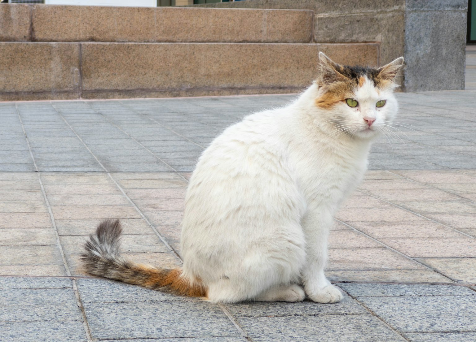 A cat with white fur and brown spots sitting on a paved surface