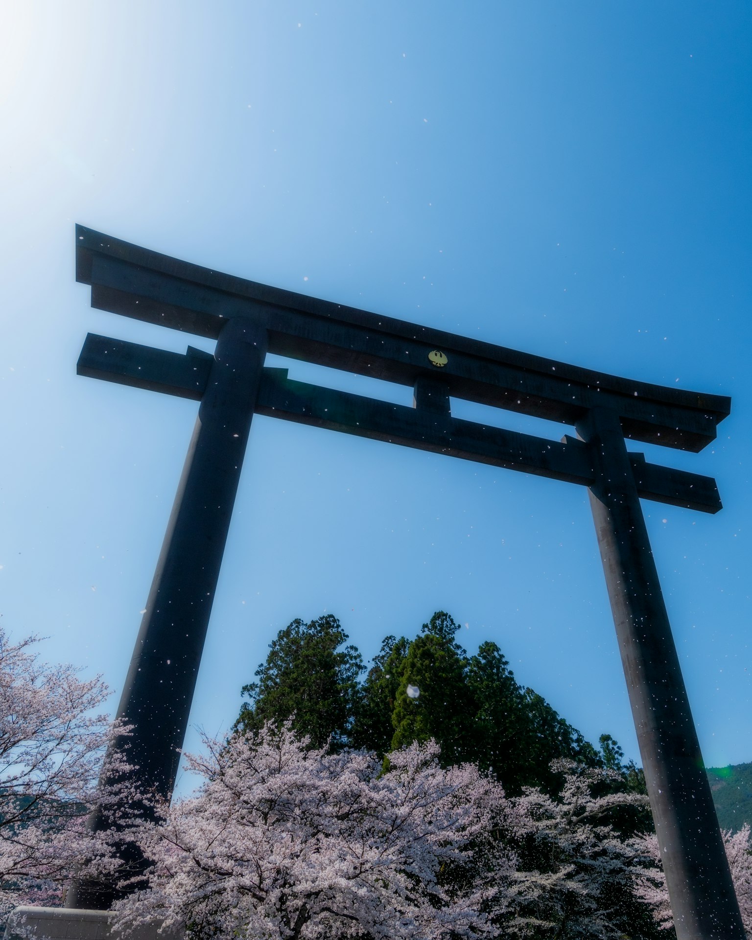 青空の下に立つ黒い鳥居と桜の木