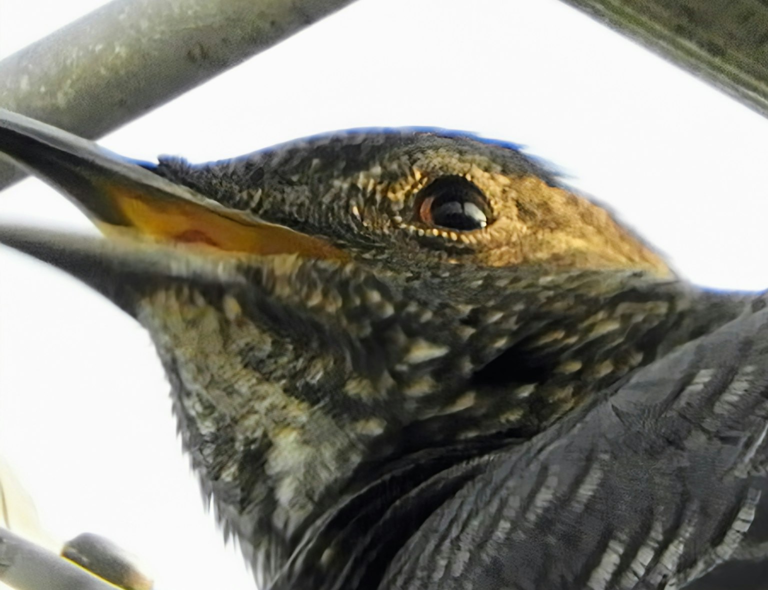 鳥的特寫照片，展示其眼睛和羽毛細節
