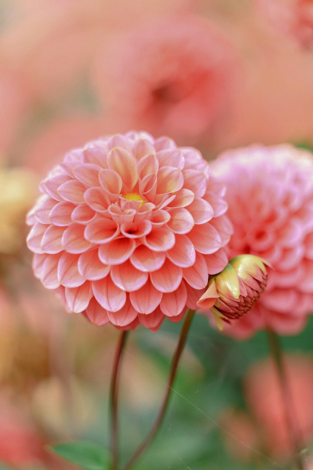 ピンクのダリアの花のクローズアップ
