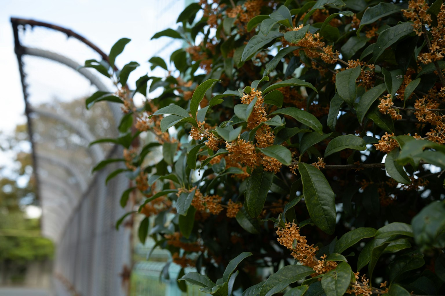 Close-up of fragrant osmanthus flowers and green leaves near a fence