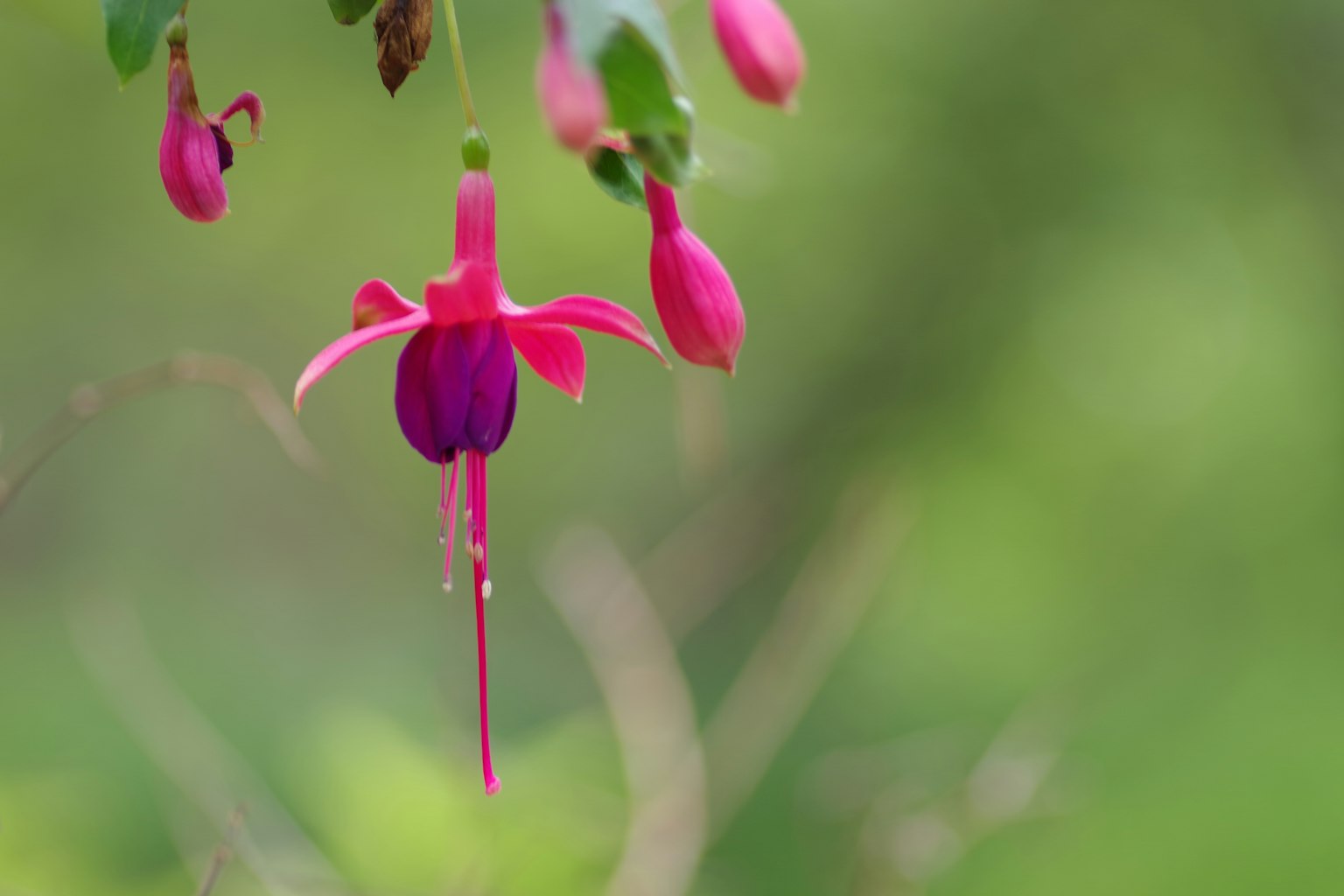 Bunga fuksia merah muda dan ungu yang cerah mekar di latar belakang hijau