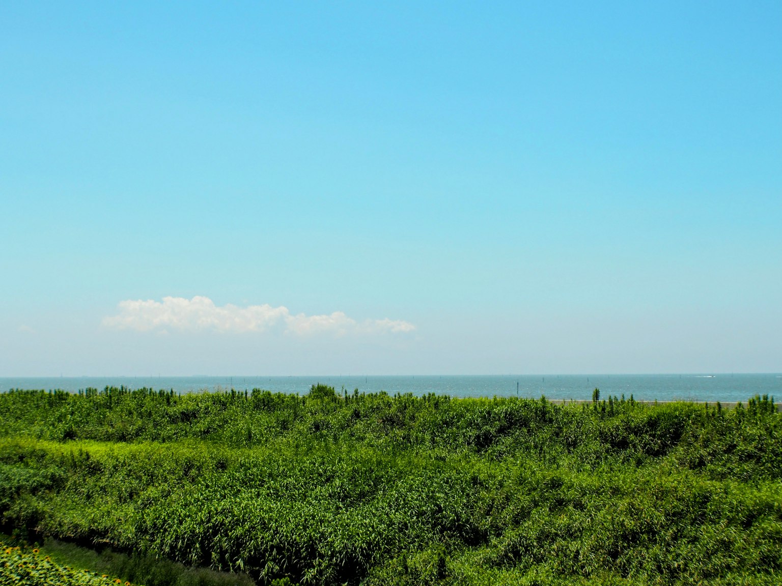 Coastal landscape with blue sky and lush green vegetation